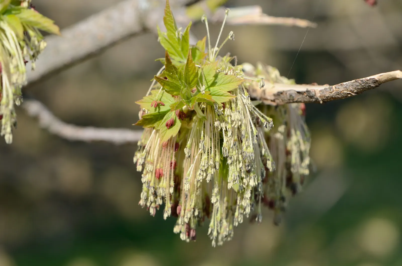 Box Elder (Acer Negundo) — It prefers full sun to partial shade and can tolerate a wide array of soil conditions; a trait divergent from the, image 69