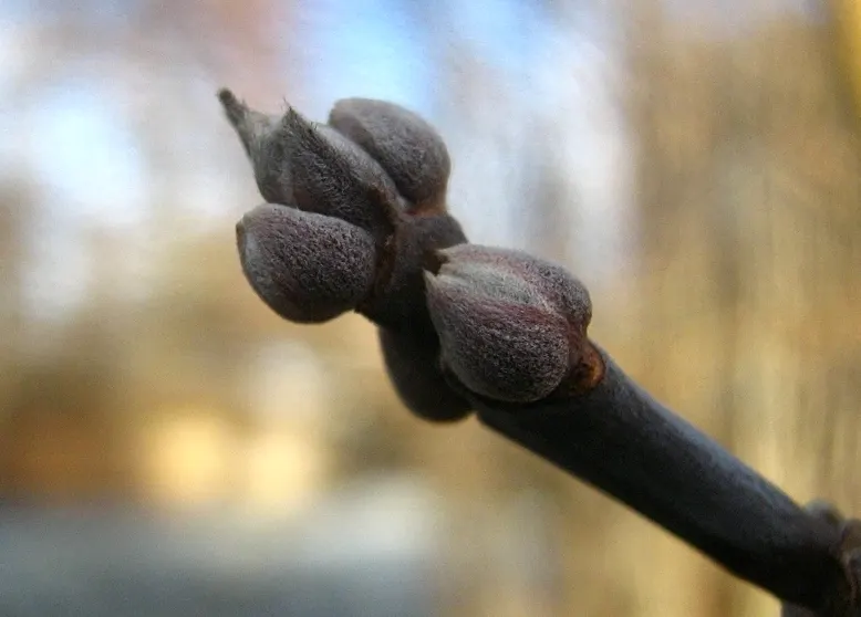Box Elder (Acer Negundo) — It features pinnately compound leaves and is dioecious, with yellow-green flowers; consisting of 3-7 leaflets that, image 58