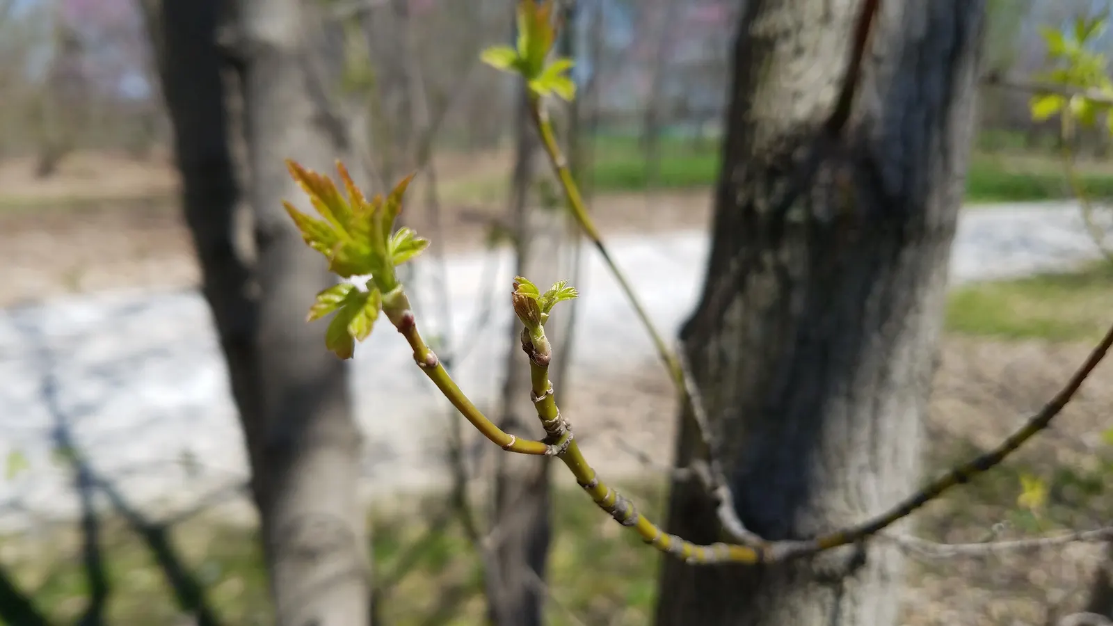 Box Elder (Acer Negundo) — with a spread of 20-40 ft; this tree is known for its pinnately compound leaves, image 54