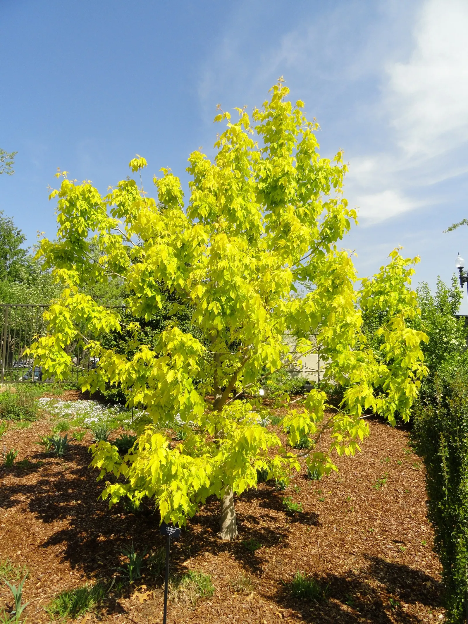 Box Elder (Acer Negundo) — and it's susceptible to breakage from strong winds or heavy snow loads; be aware that the Box Elder can become weedy due to its