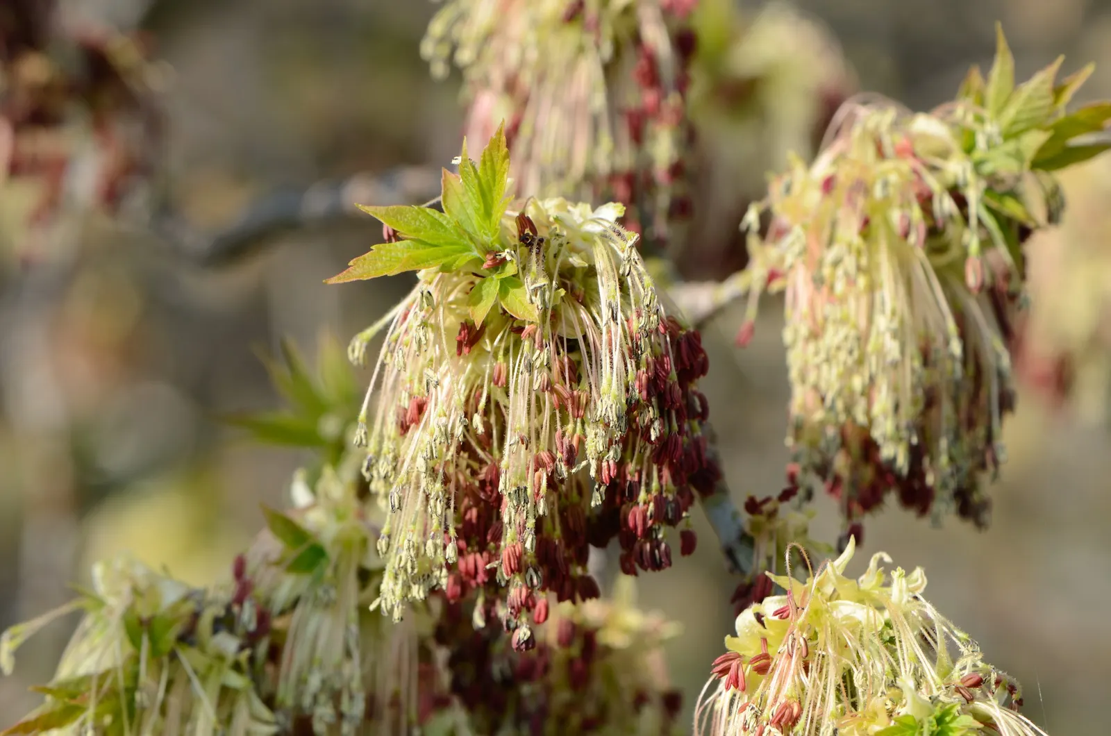 Box Elder (Acer Negundo) — demonstrating a high level of adaptability; and withstands urban pollution, image 68