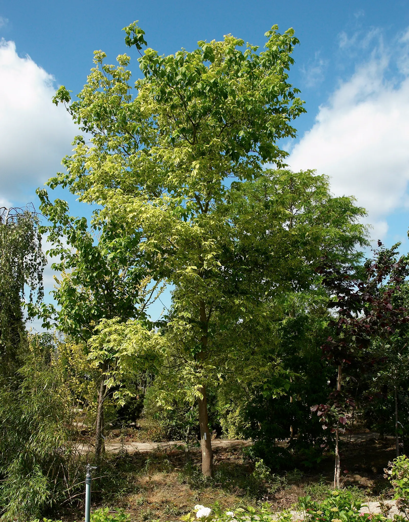 Box Elder (Acer Negundo) — consisting of 3-7 leaflets that radiate emotion with their bright green hue in spring; with a similarly wide canopy, image 65