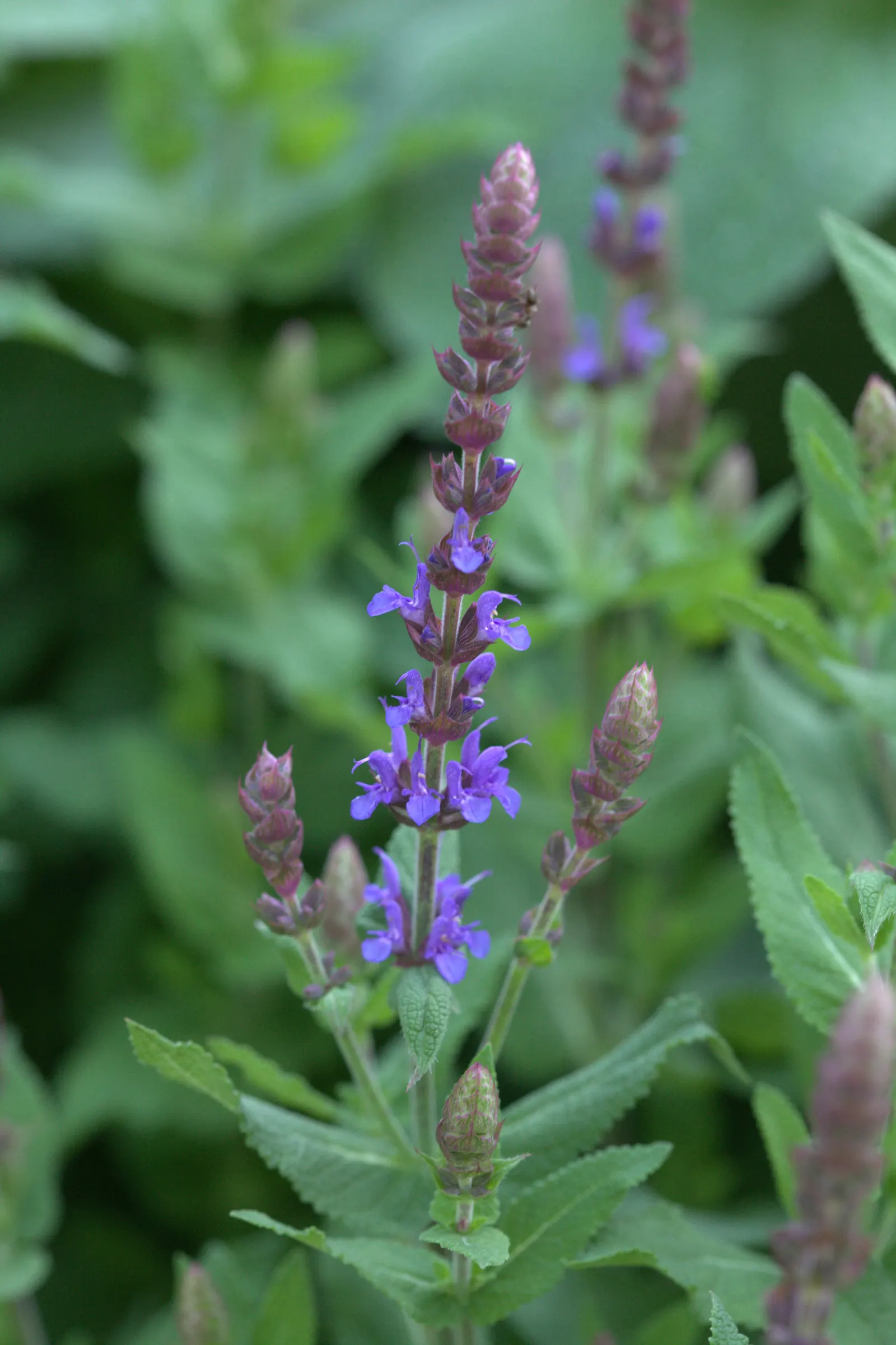 Sensation Sky Blue Sage (Salvia Nemorosa 'Sensation Sky Blue') — It stands approximately 12-18 inches tall and spreads 12-15 inches wide