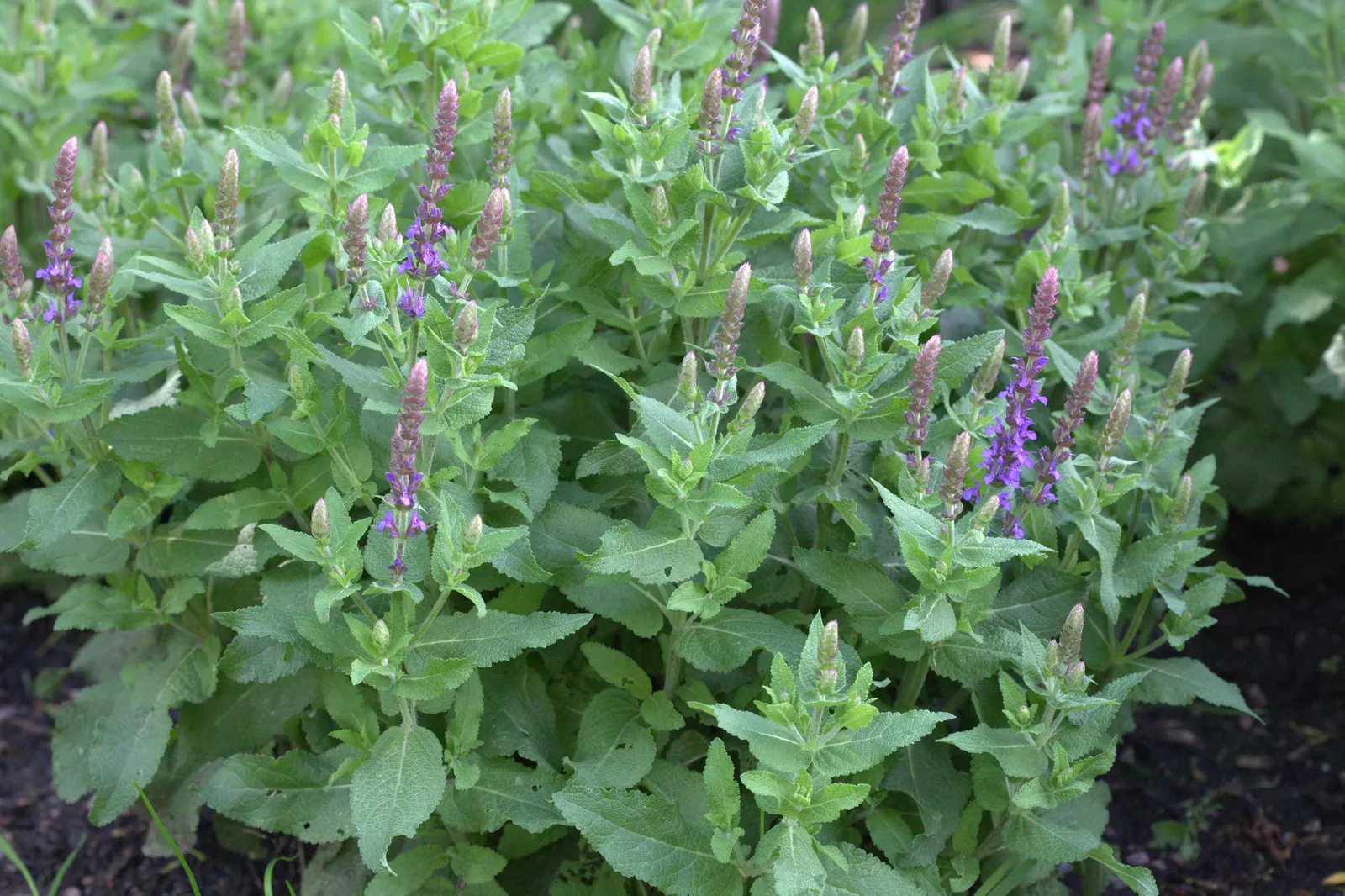 Sensation Sky Blue Sage (Salvia Nemorosa 'Sensation Sky Blue') — Its compact habit makes it ideal for borders
