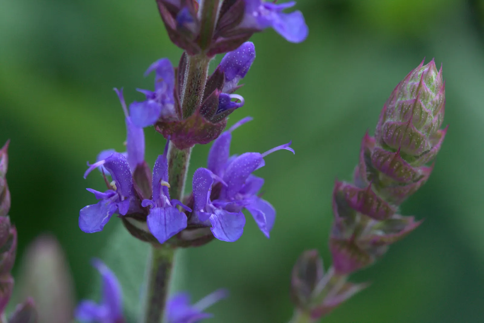 Sensation Sky Blue Sage (Salvia Nemorosa 'Sensation Sky Blue') — This drought-tolerant plant thrives in full sun to part shade, blooming from late spring to