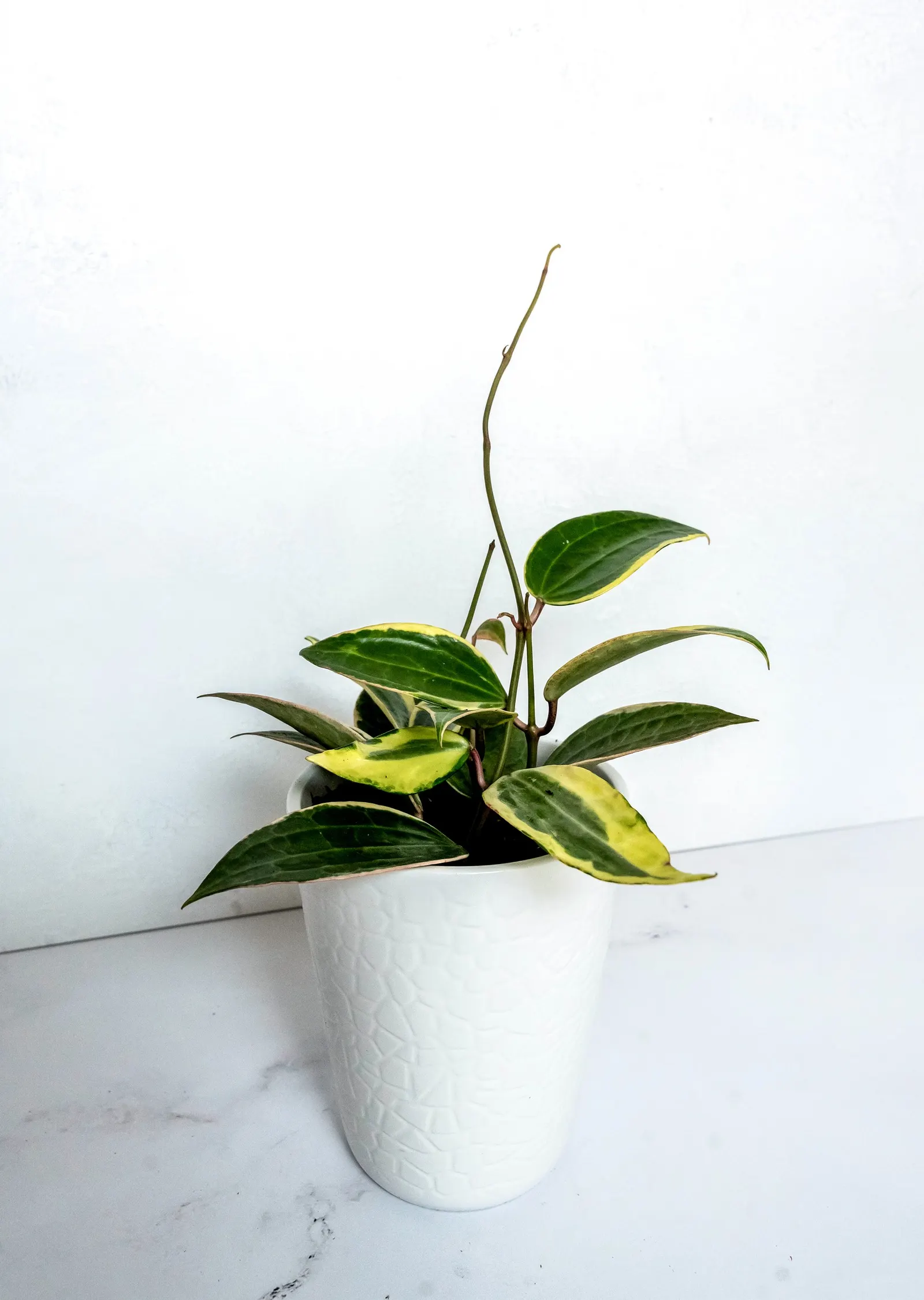 Reef Rider™ Wax Vine (Hoya latifolia) — It grows 12-24 inches long, spilling neatly from containers or climbing with support
