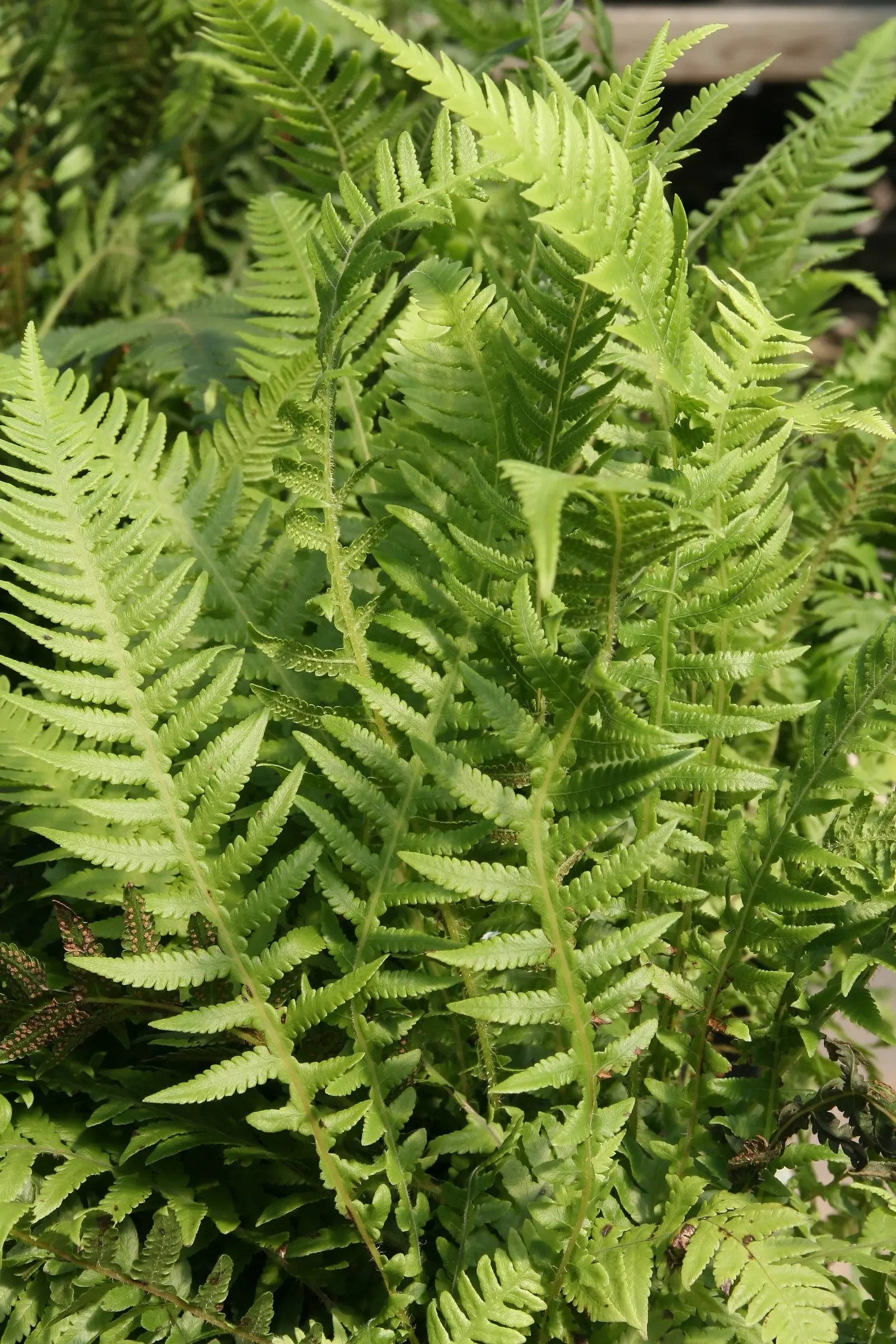 Japanese Beech Fern (Thelypteris Decursive-Pinnata) — Thriving in USDA zones 4-8, it prefers moist, fertile soil with good drainage