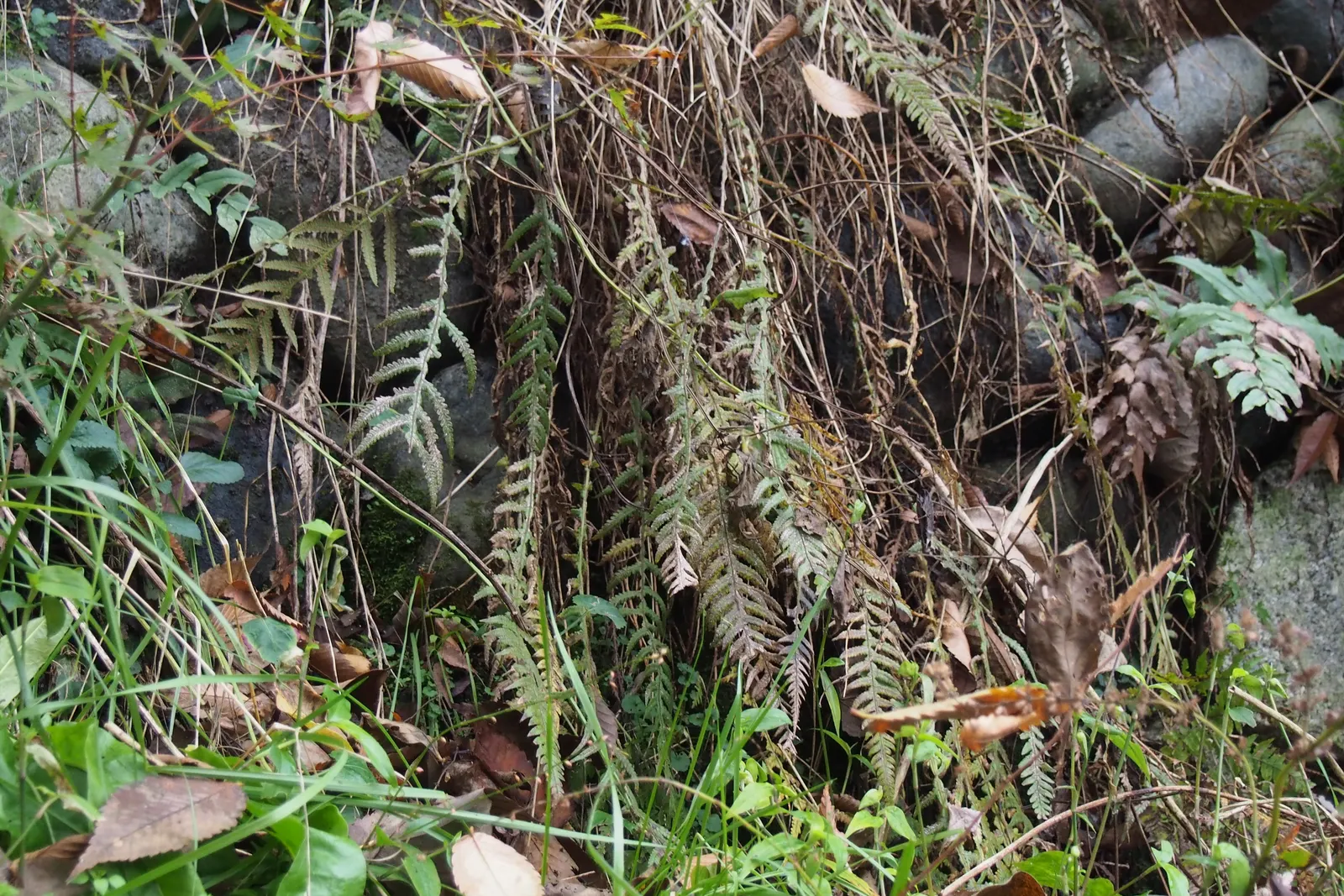 Japanese Beech Fern (Thelypteris Decursive-Pinnata) — offering subtle yet engaging color transitions