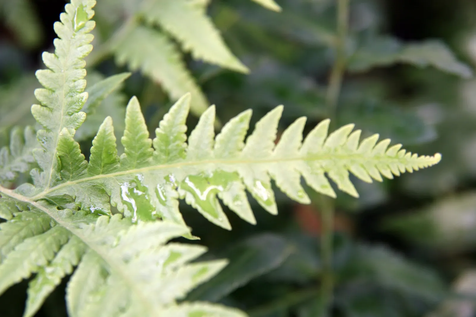 Japanese Beech Fern (Thelypteris Decursive-Pinnata) — As a landscape architect assistant