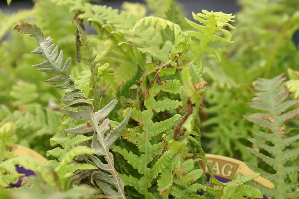 Japanese Beech Fern (Thelypteris Decursive-Pinnata) — bright green fronds descend from a central crown