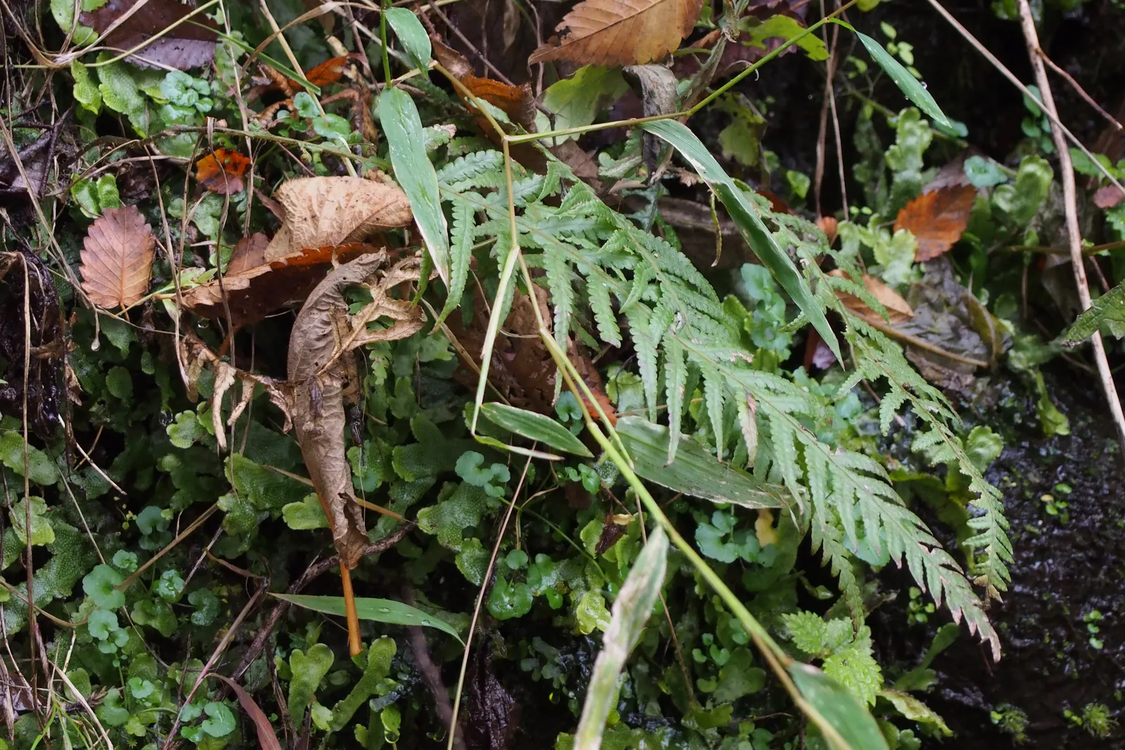 Japanese Beech Fern (Thelypteris Decursive-Pinnata) — The fronds emerge a light green and mature to darker shades as the season progresses