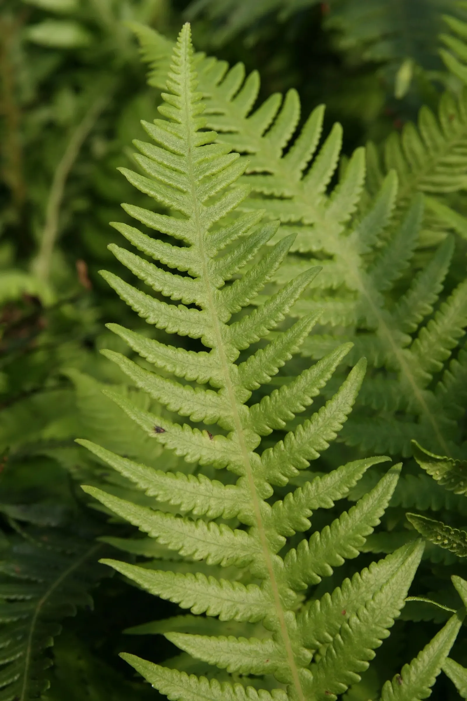 Japanese Beech Fern (Thelypteris Decursive-Pinnata) — adding delicate texture to woodland settings