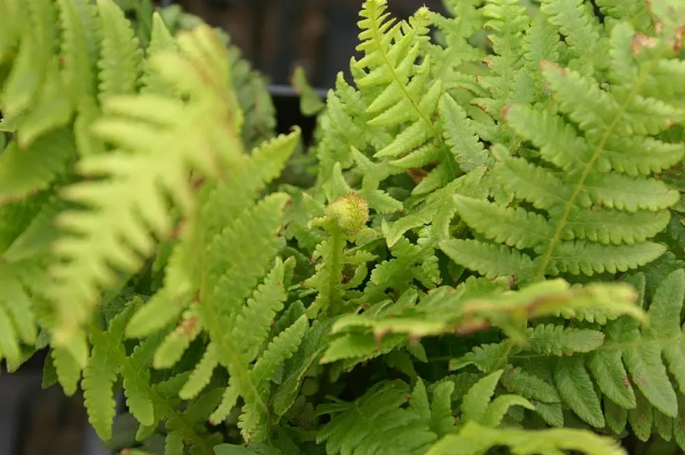 Japanese Beech Fern (Thelypteris Decursive-Pinnata) — Growing 18-24 inches tall and wide