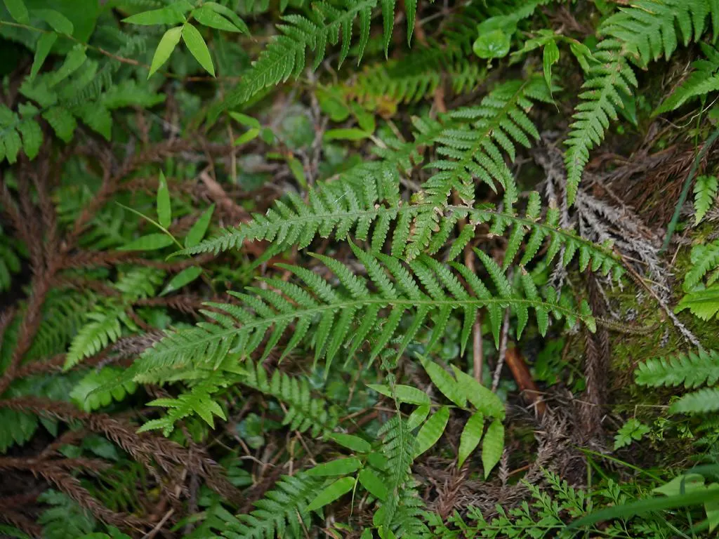 Japanese Beech Fern (Thelypteris Decursive-Pinnata) — The Japanese Beech Fern (Thelypteris decursive-pinnata) is a graceful, shade-loving, deciduous fern
