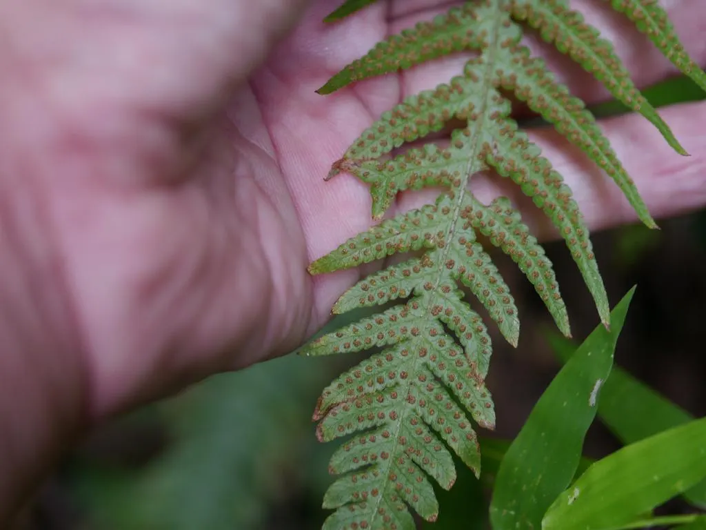 Japanese Beech Fern (Thelypteris Decursive-Pinnata) — this fern sports gracefully arching fronds that have a unique