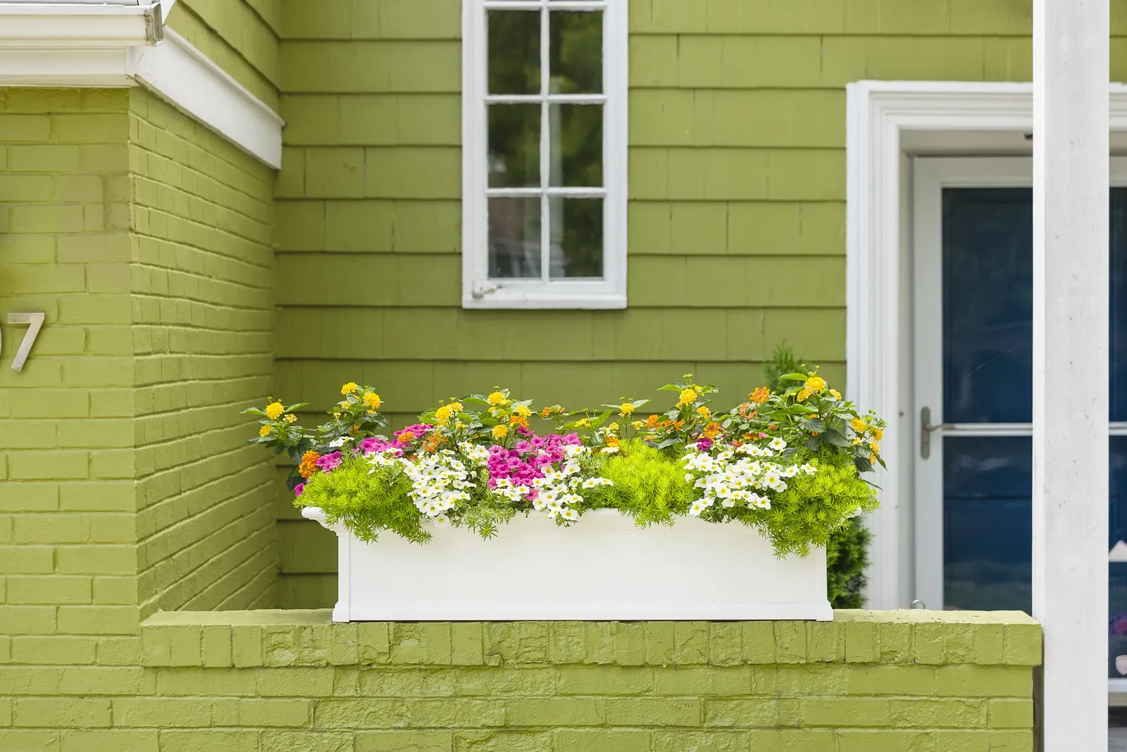 Bubblegum® II Petunia — These are heat tolerant plants; your plant will take a week to recover from the trim, image 152
