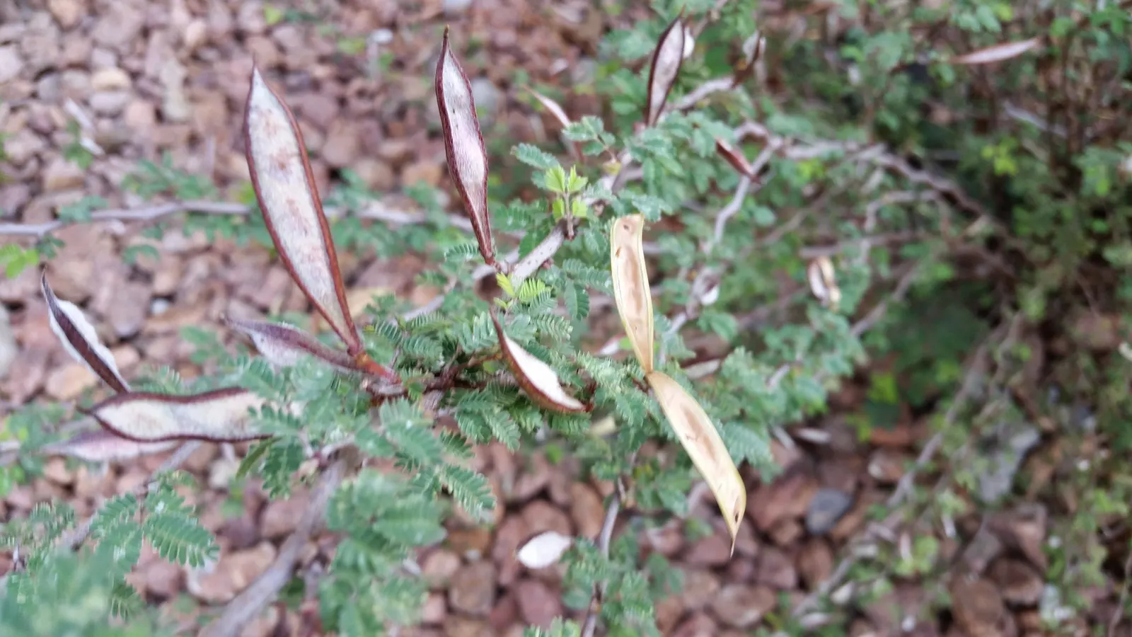 Baja Fairy Duster (Calliandra Californica) — Recognizable by its feathery