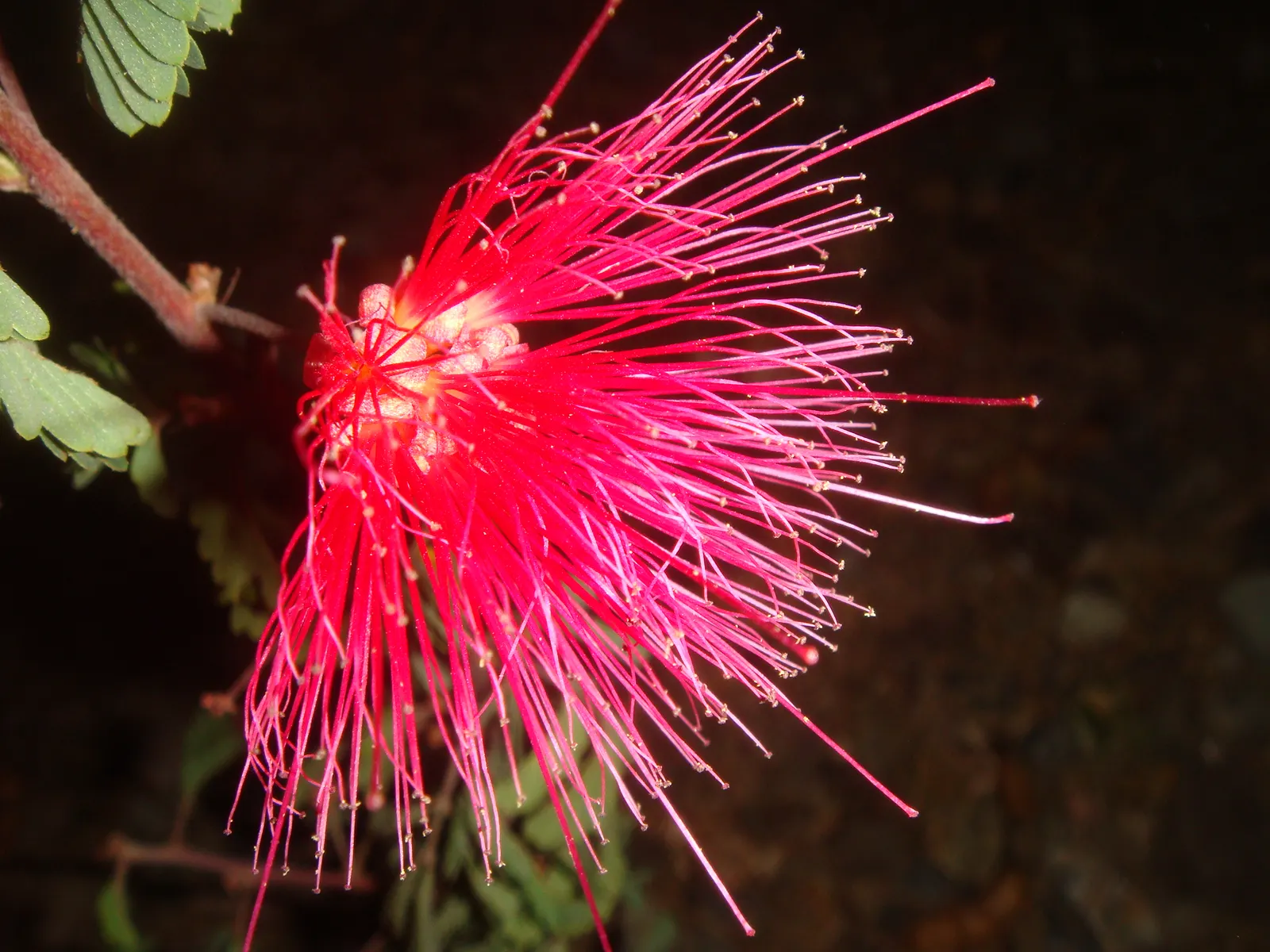 Baja Fairy Duster (Calliandra Californica) — Calliandra californica typically reaches a height and spread of 4 to 5 feet; shrub with red blooms