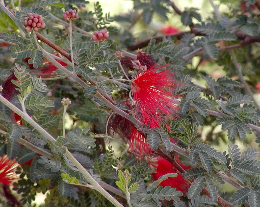Baja Fairy Duster (Calliandra Californica) — Calliandra californica typically reaches a height and spread of 4 to 5 feet