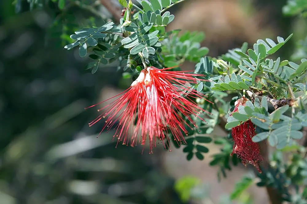 Baja Fairy Duster (Calliandra Californica) — which bloom year-round in warm climates; the Baja Fairy Duster requires minimal supplemental watering
