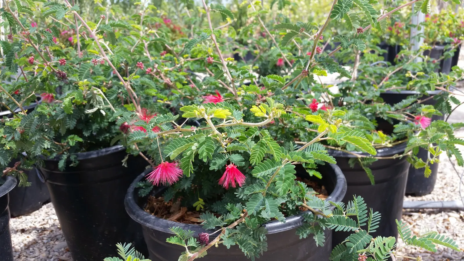 Baja Fairy Duster (Calliandra Californica) — and handles drought conditions well