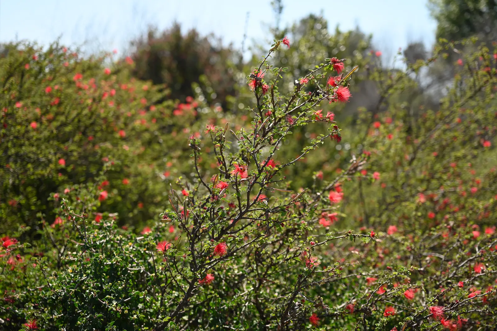 Baja Fairy Duster (Calliandra Californica) — providing year-round visual interest to any garden space