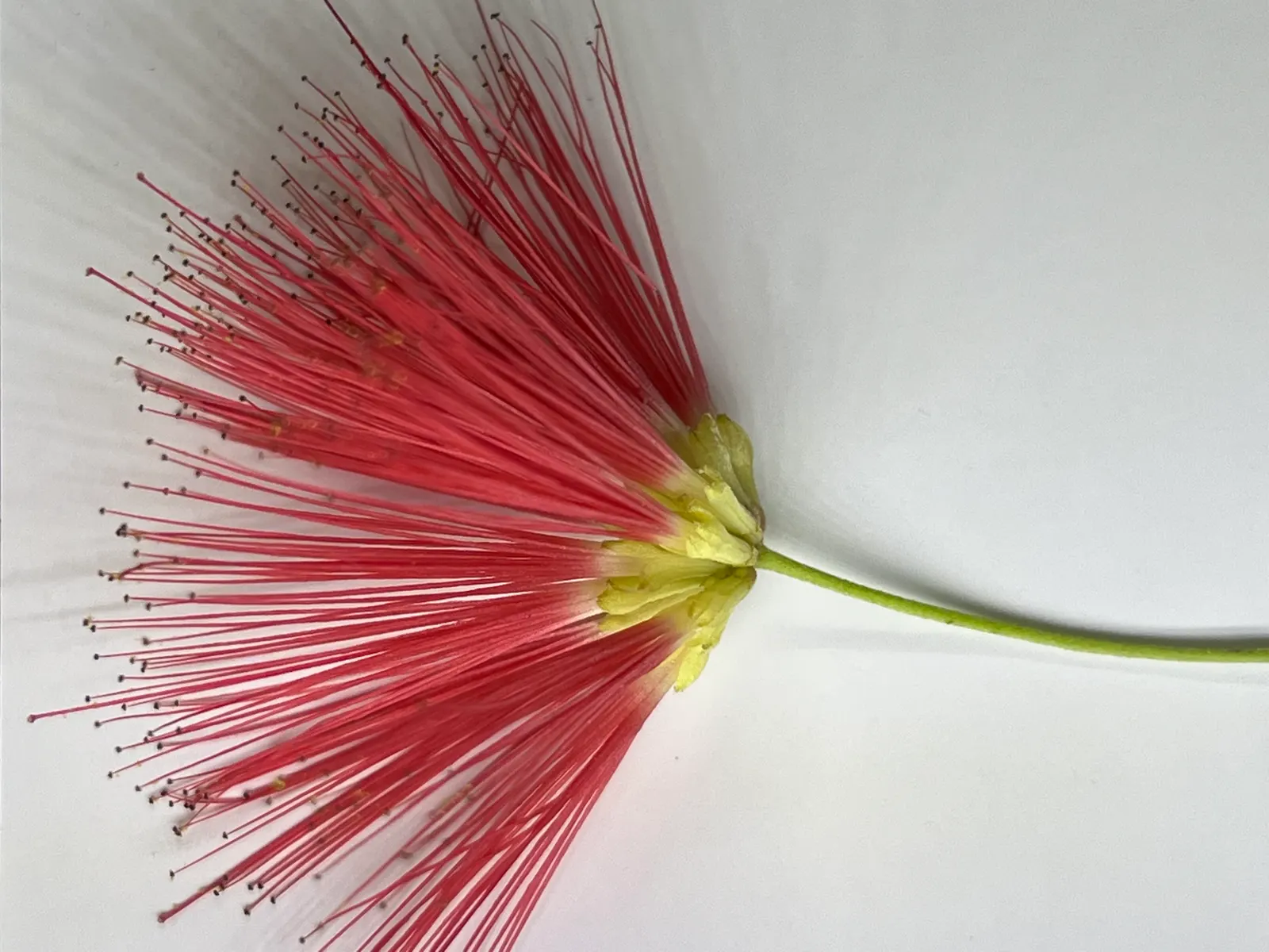 Baja Fairy Duster (Calliandra Californica) — It thrives in USDA zones 8-11; and handles drought conditions well