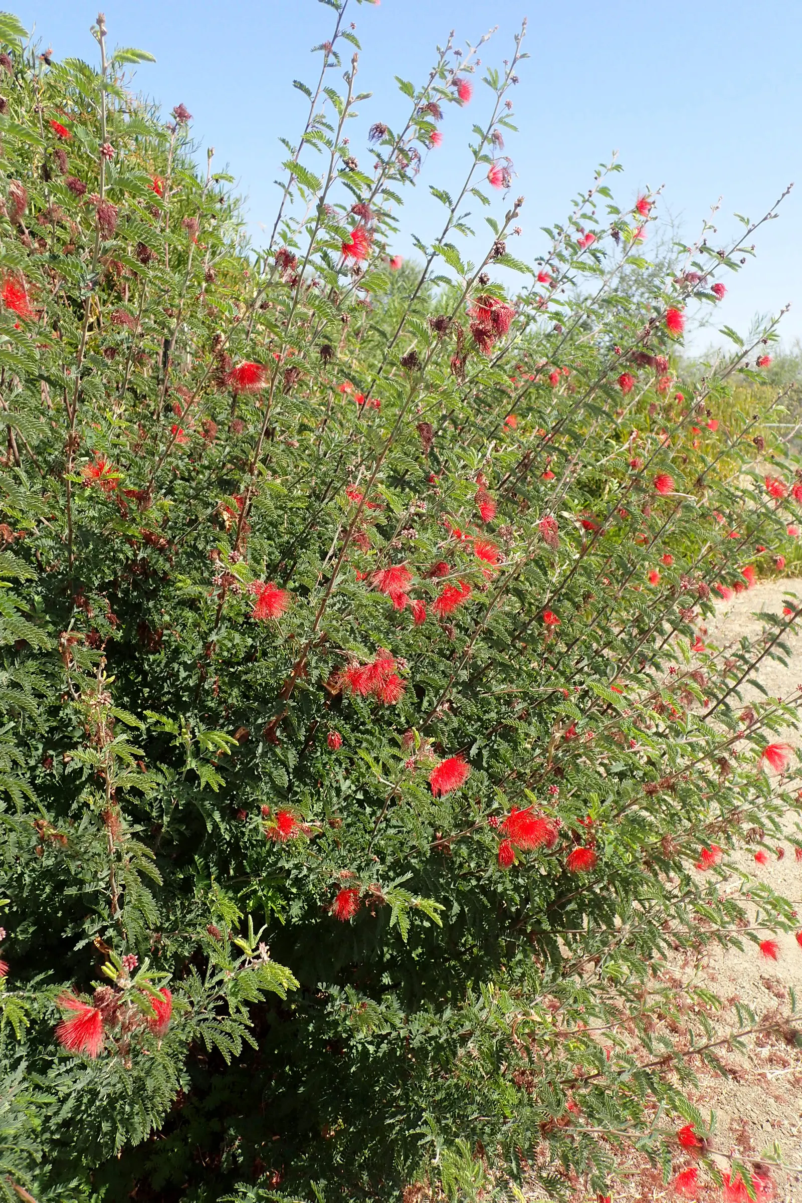 Baja Fairy Duster (Calliandra Californica) — or foundation plant in the landscape design