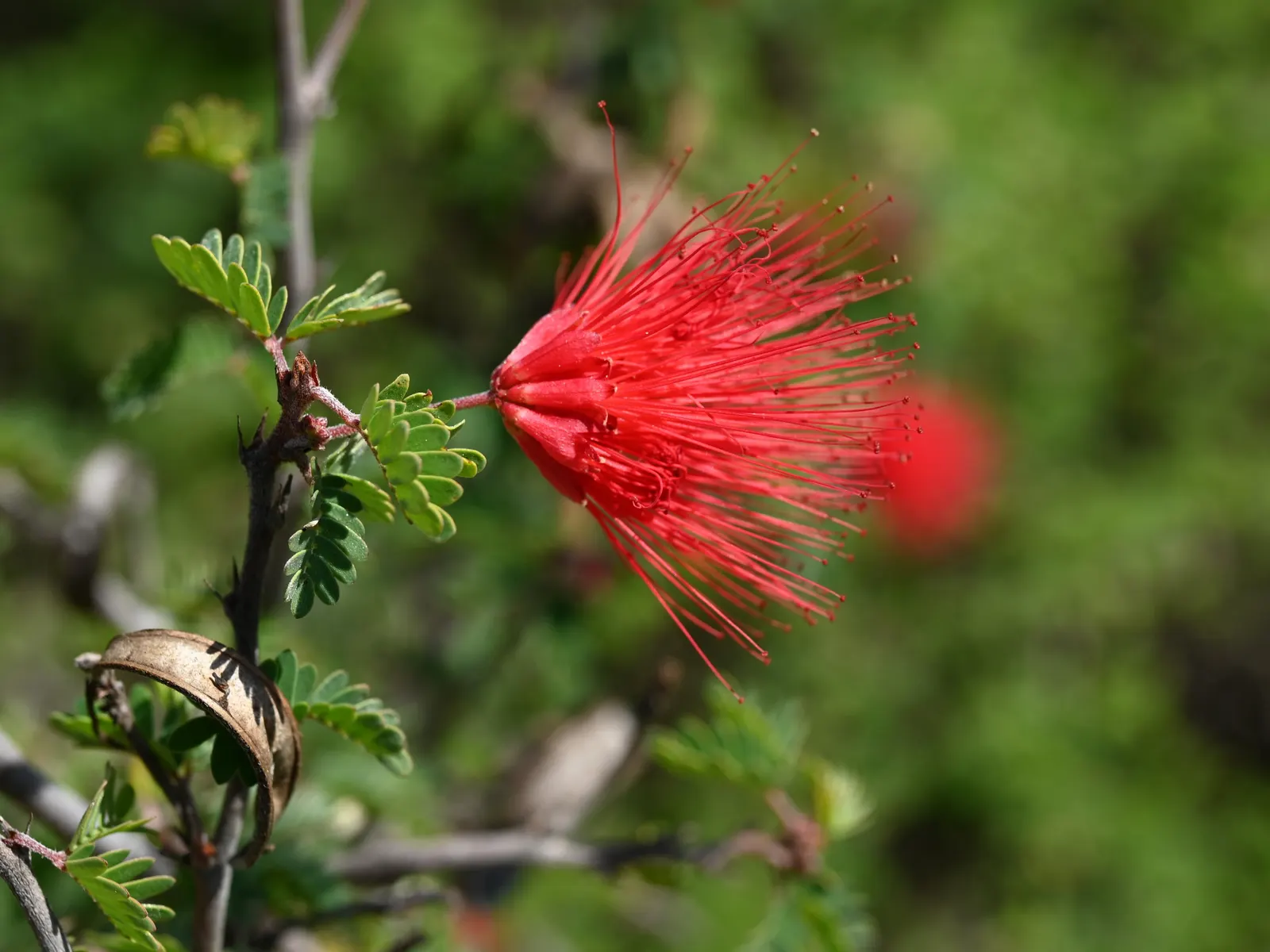 Baja Fairy Duster (Calliandra Californica) — making it ideal for low-water landscapes; ideally after the blooming cycle in the late spring or early