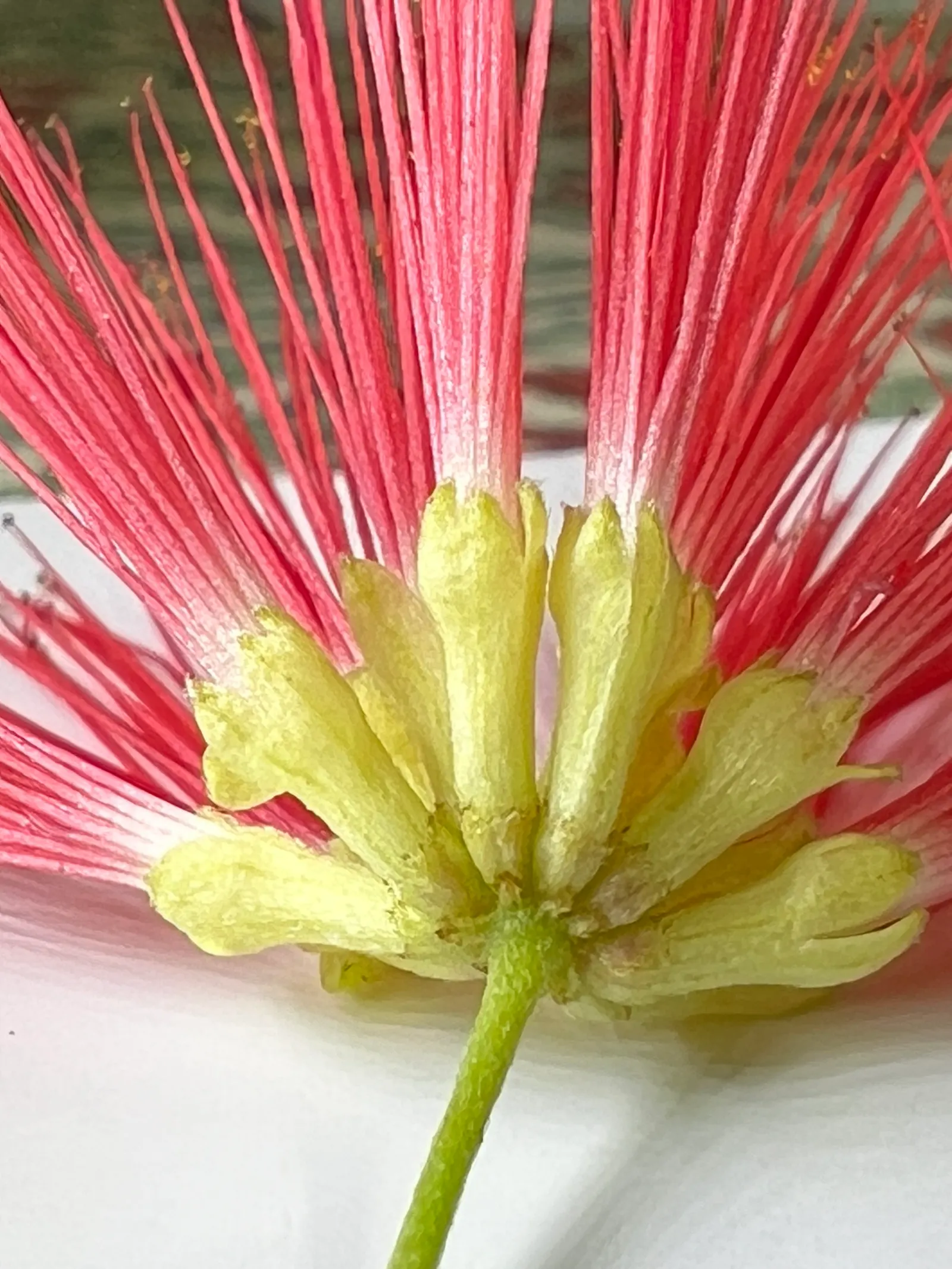 Baja Fairy Duster (Calliandra Californica) — it requires only occasional pruning to maintain shape and encourage dense growth