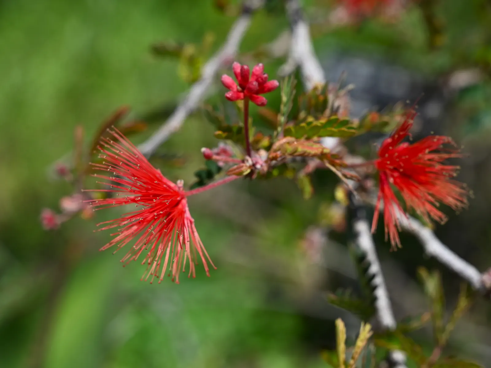 Baja Fairy Duster (Calliandra Californica) — treasured for its whimsical; scientifically known as Calliandra californica
