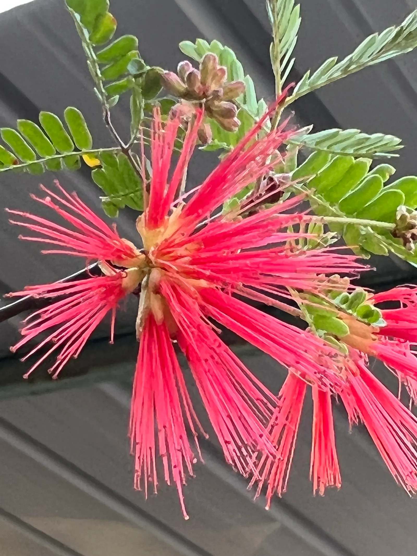Baja Fairy Duster (Calliandra Californica) — making it an excellent choice for xeriscape gardens