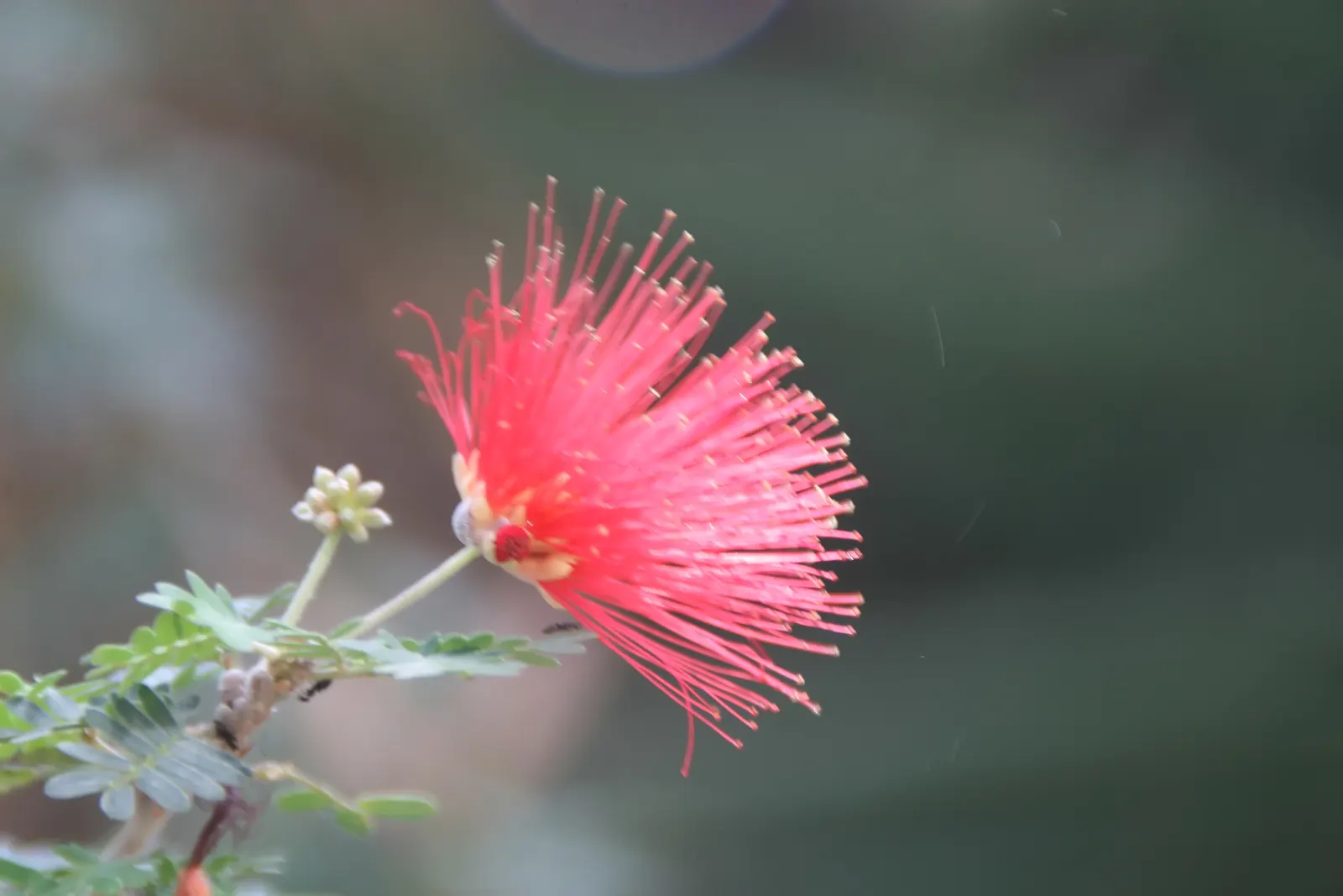Baja Fairy Duster (Calliandra Californica) — scientifically known as Calliandra californica