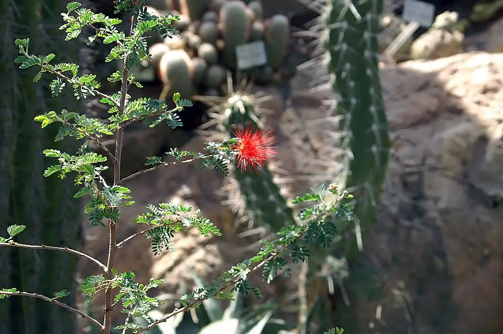 Baja Fairy Duster (Calliandra Californica) — it can tolerate partial shade; it requires only occasional pruning to maintain shape and encourage dense growth
