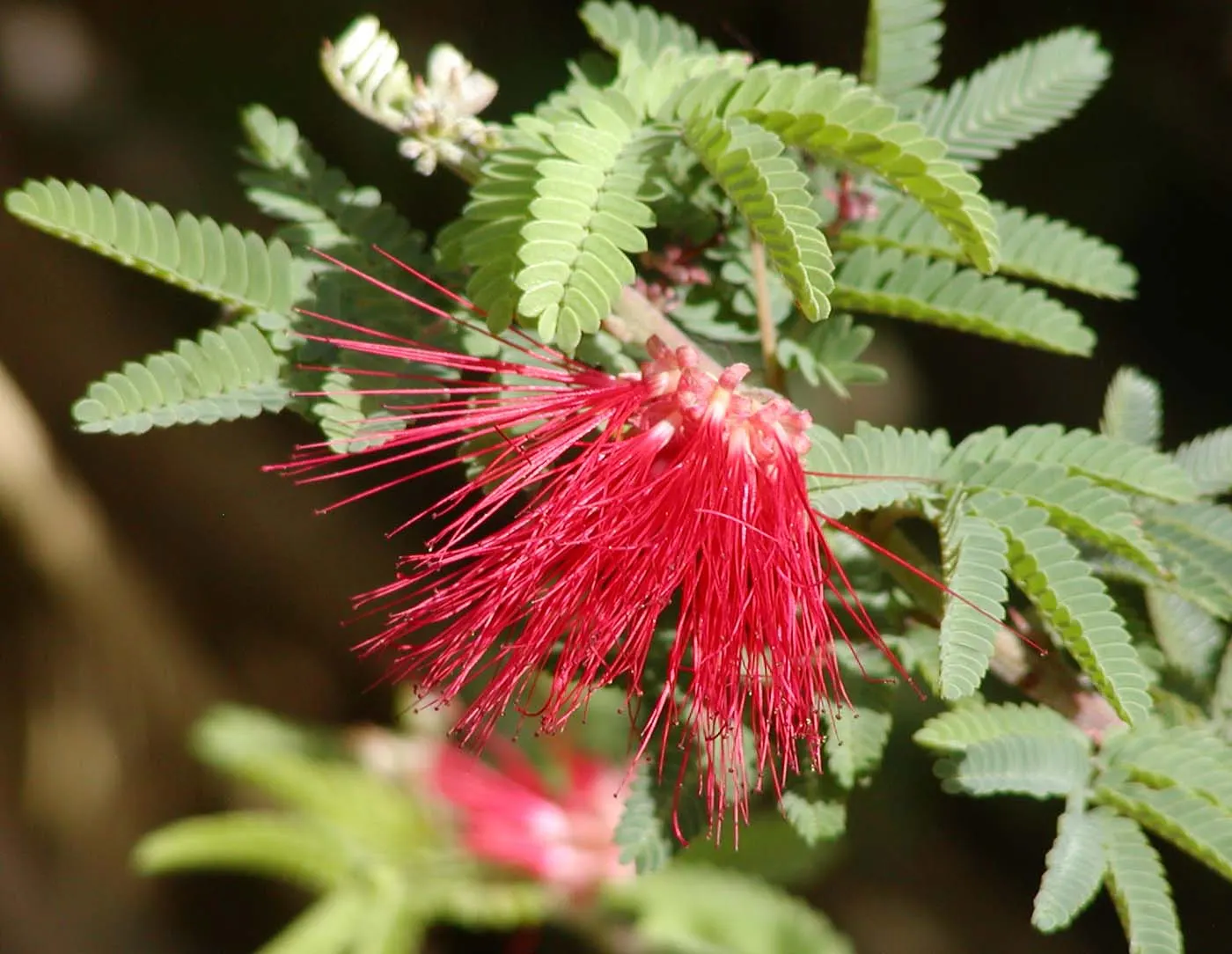 Baja Fairy Duster (Calliandra Californica) — red flowers in the garden