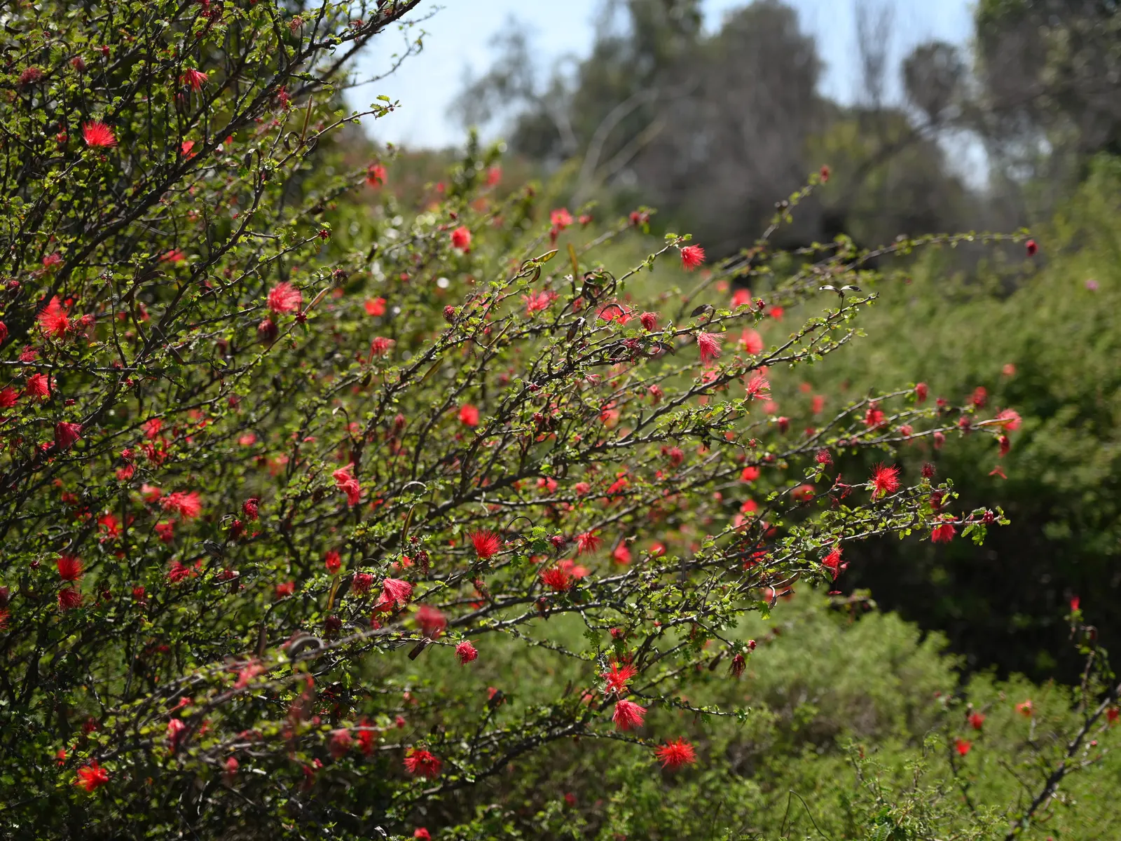 Baja Fairy Duster (Calliandra Californica) — shrub for full or half