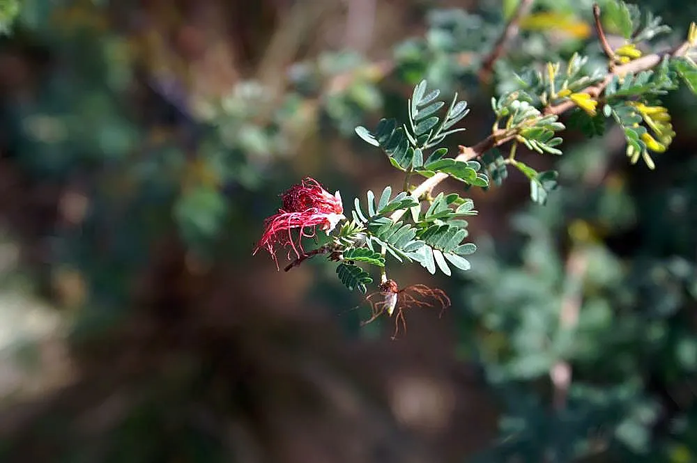 Baja Fairy Duster (Calliandra Californica) — brush-like red flowers that attract hummingbirds and butterflies