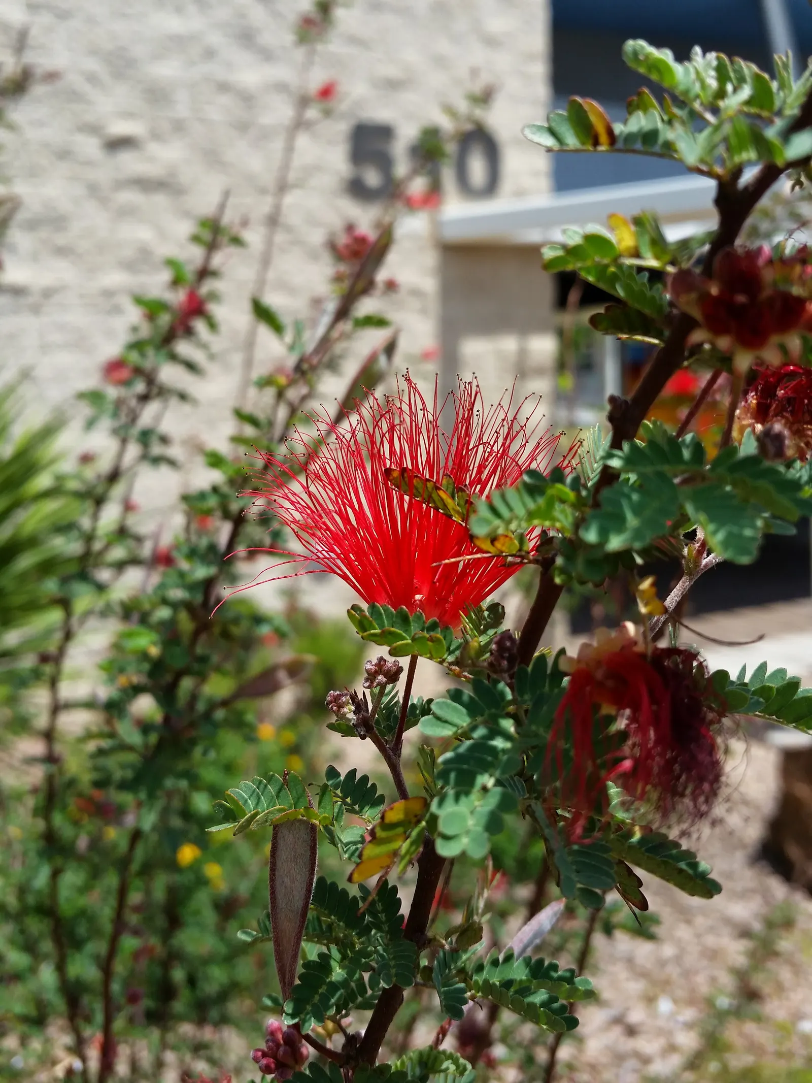 Baja Fairy Duster (Calliandra Californica) — attracting hummingbirds and butterflies; shrub for full or half