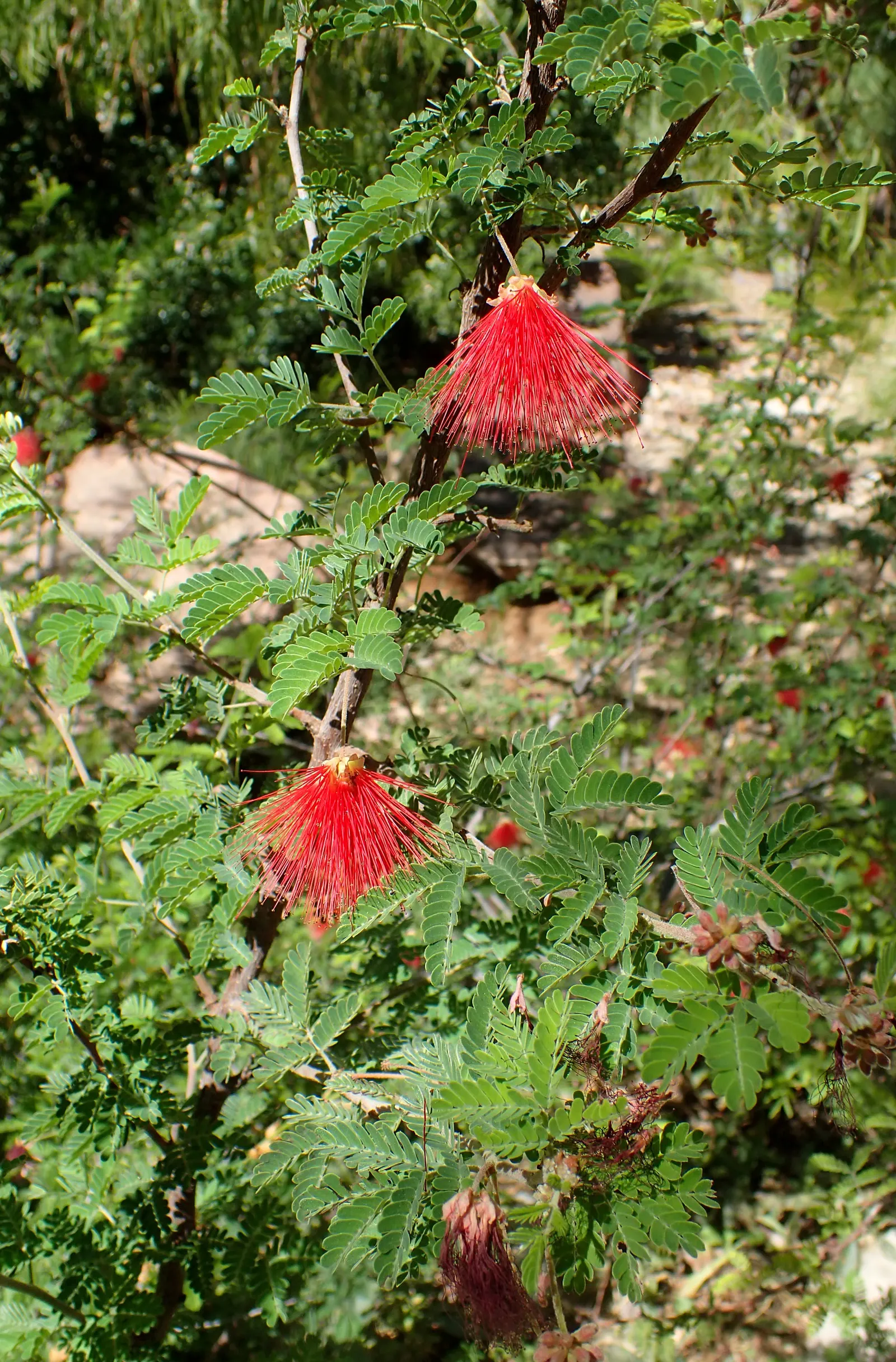 Baja Fairy Duster (Calliandra Californica) — shrub with red blooms