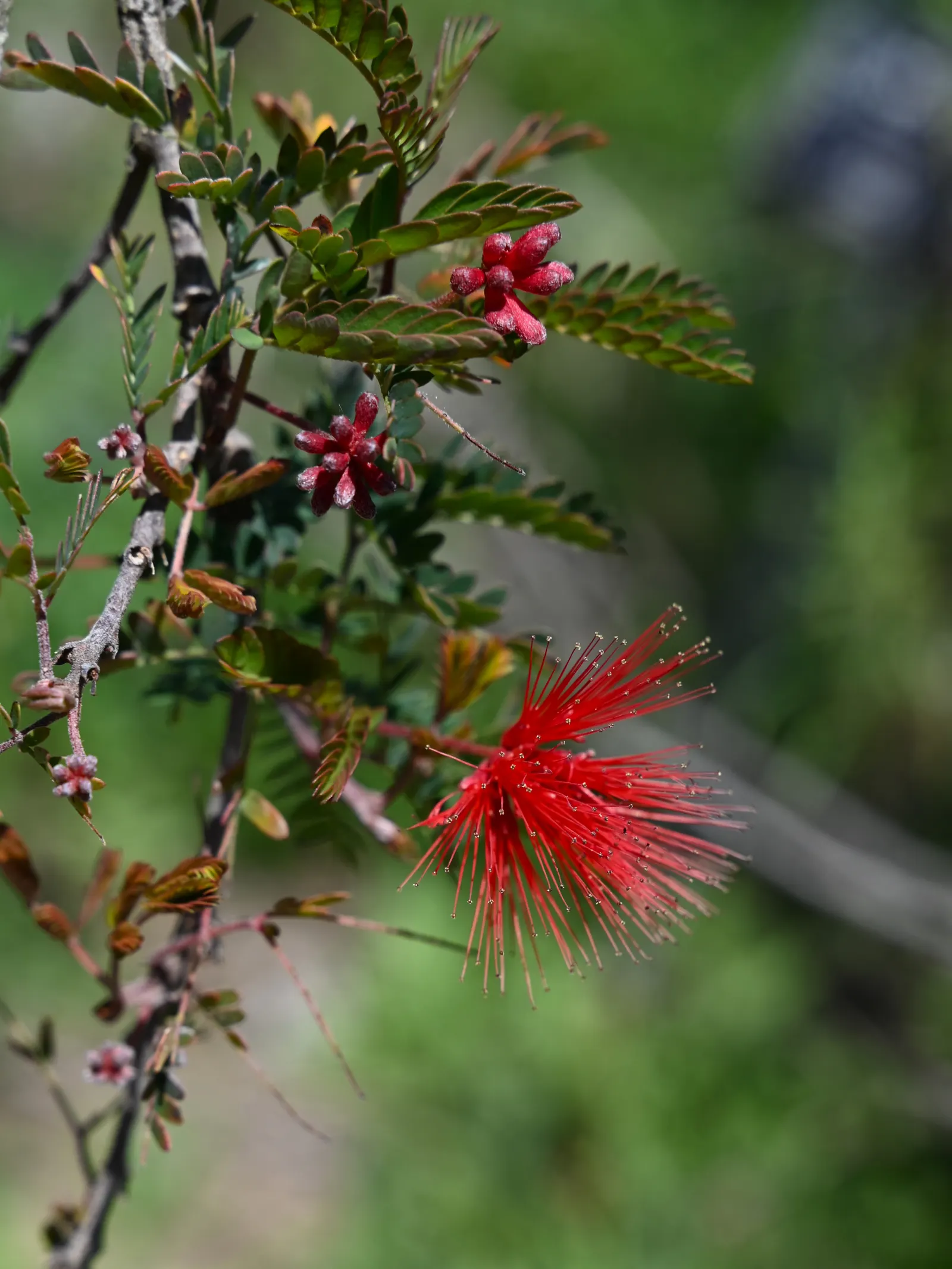 Baja Fairy Duster (Calliandra Californica) — Minimal maintenance required, and it's evergreen in frost-free areas; contributing to a healthy