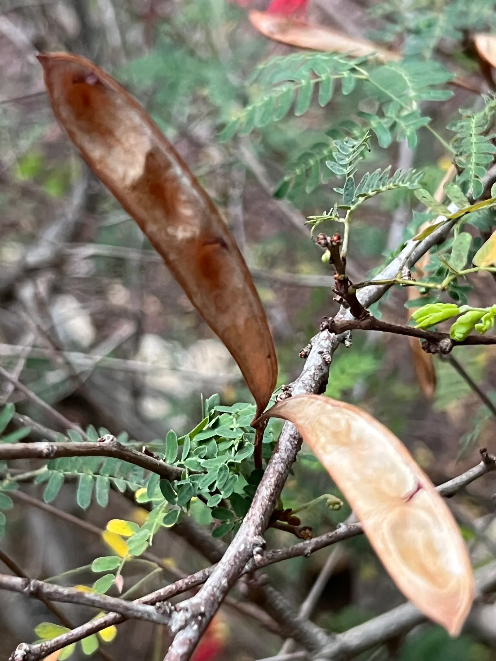Baja Fairy Duster (Calliandra Californica) — Minimal maintenance required, and it's evergreen in frost-free areas