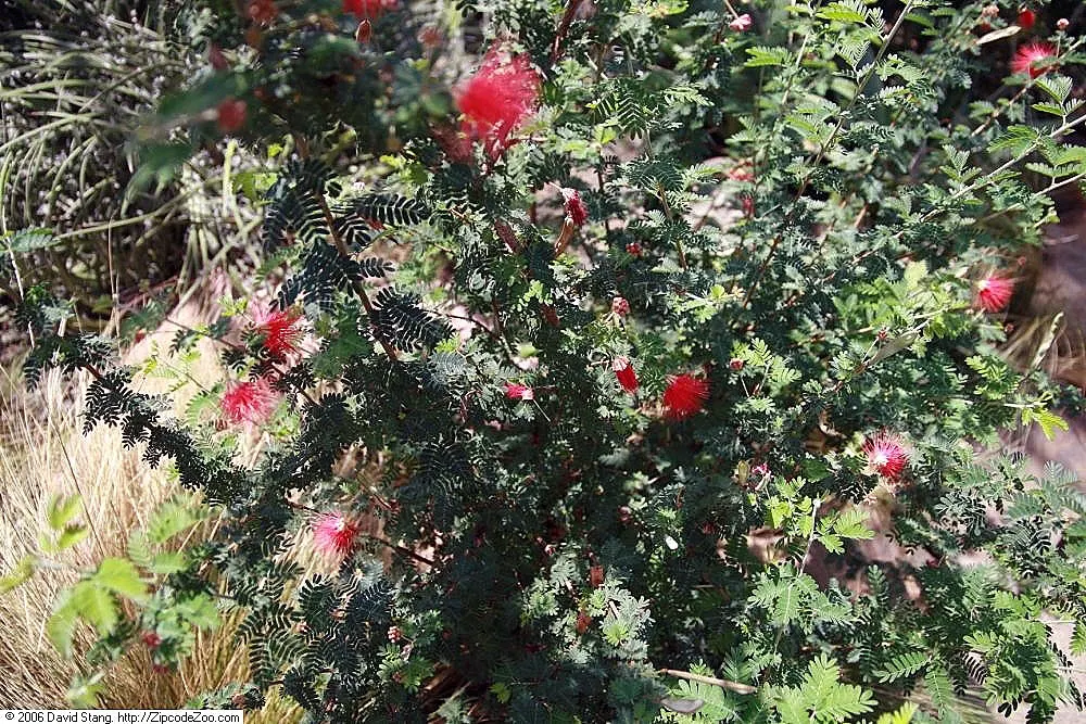 Baja Fairy Duster (Calliandra Californica) — small perennial shrub reaching up to 5 feet tall and wide; it is a pollinator magnet