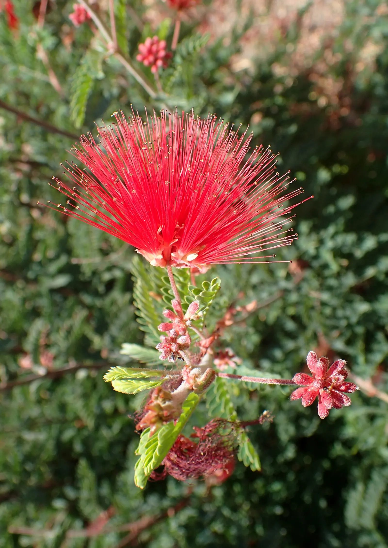 Baja Fairy Duster (Calliandra Californica) — The striking red blossoms create a dramatic contrast against its green foliage