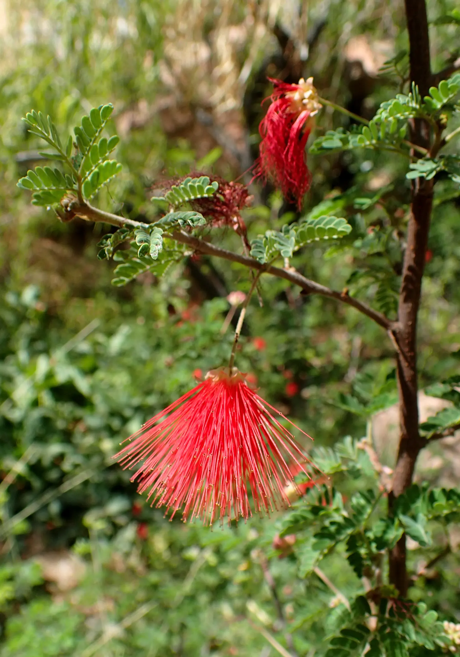 Baja Fairy Duster (Calliandra Californica) — mounding form is excellent for use as an accent