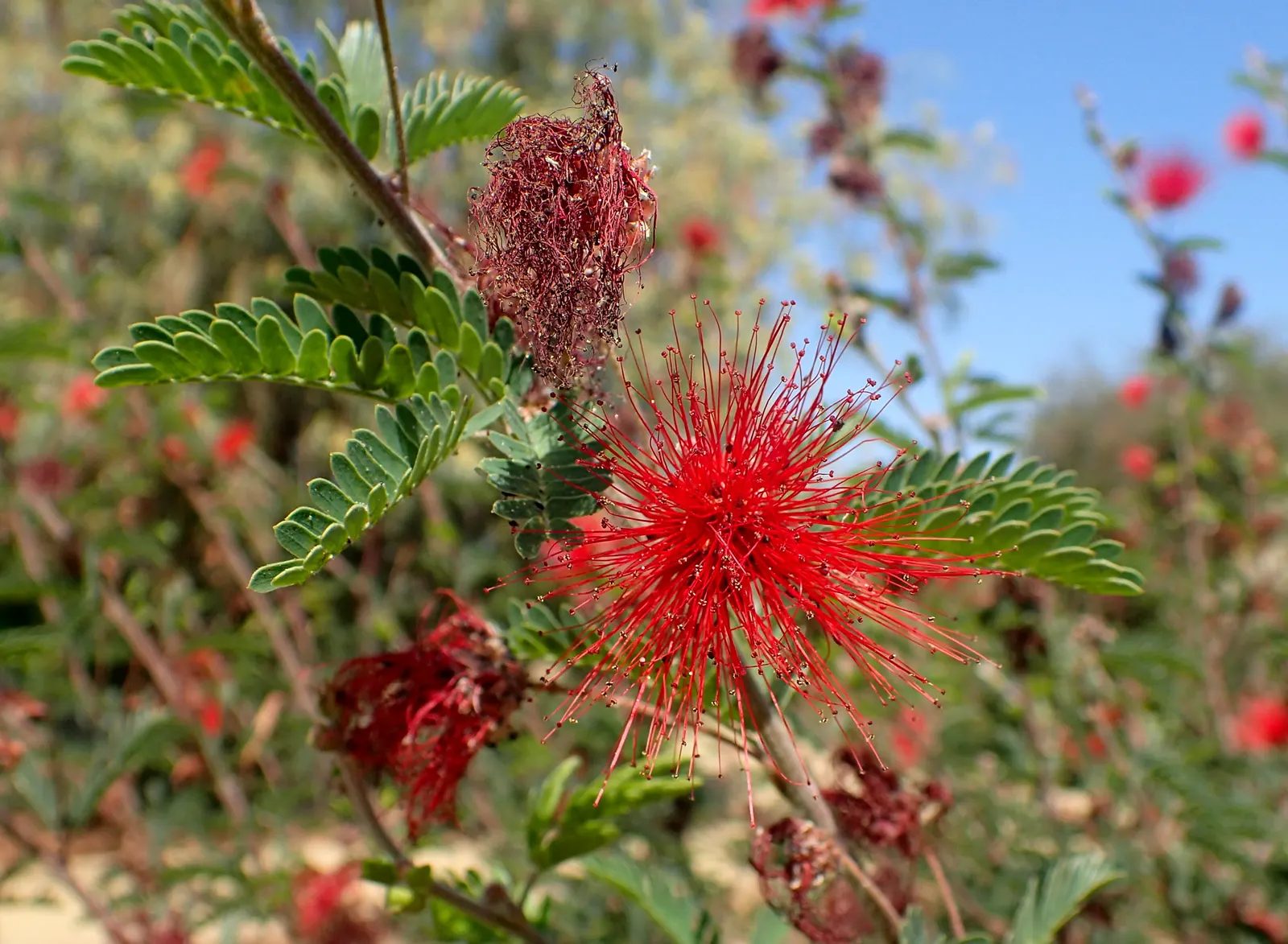 Baja Fairy Duster (Calliandra Californica) — brush-like red flowers that attract hummingbirds and butterflies; it can tolerate partial shade