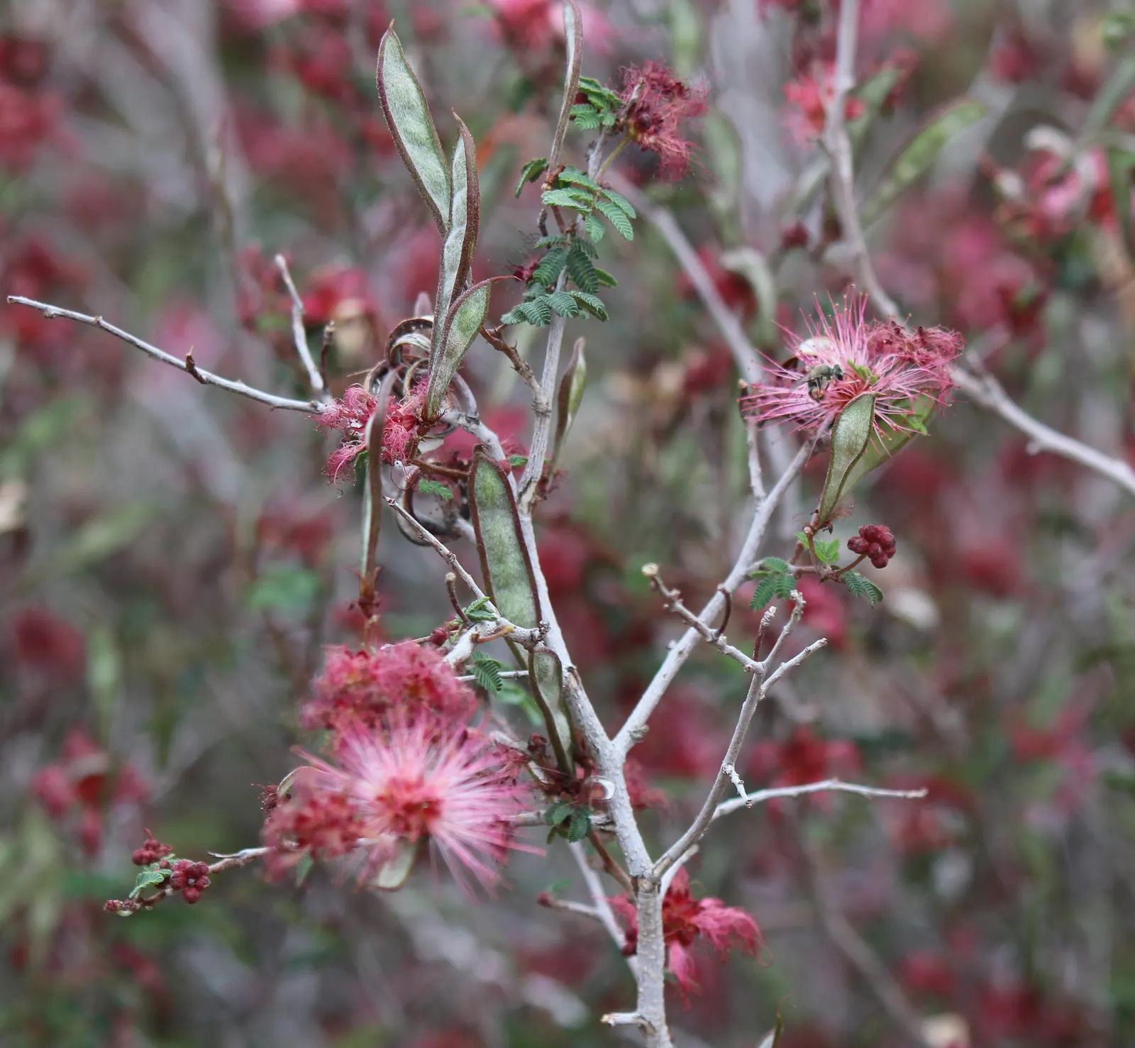 Baja Fairy Duster (Calliandra Californica) — Originating from the Baja California region; the striking red blossoms create a dramatic contrast against its