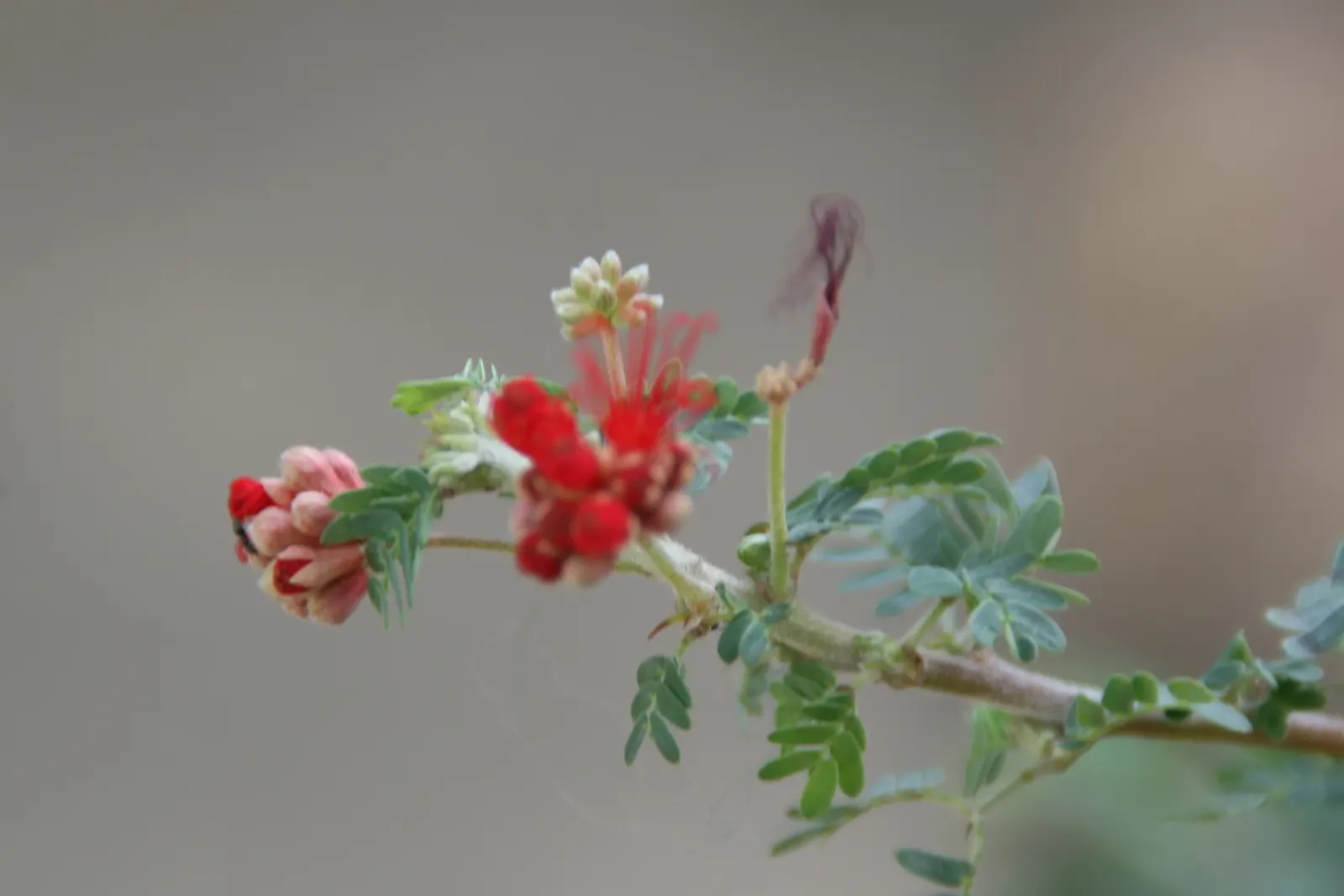 Baja Fairy Duster (Calliandra Californica) — though it can occasionally extend up to 6 feet under optimal conditions; it thrives in USDA zones 8-11