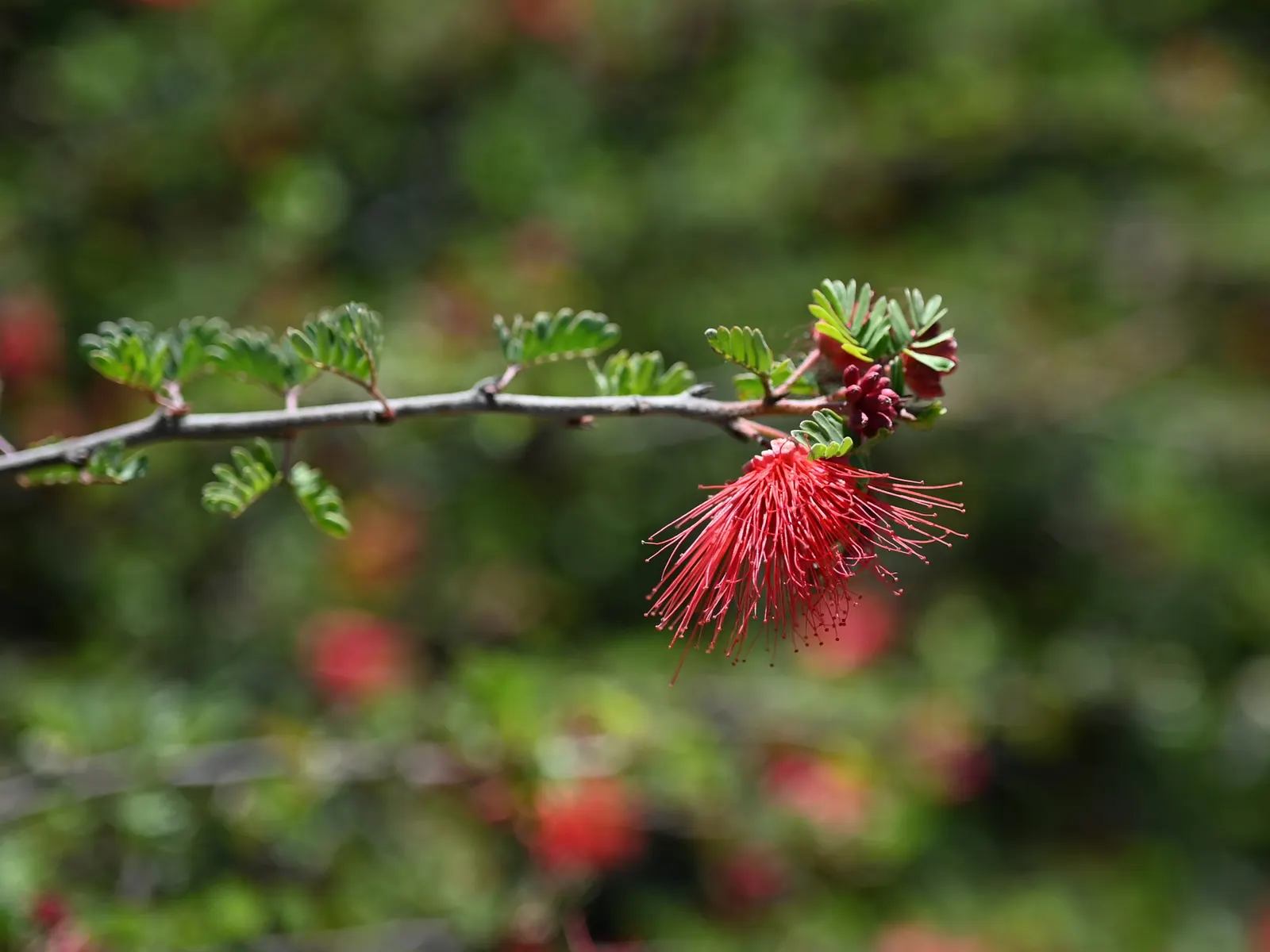 Baja Fairy Duster (Calliandra Californica) — contributing to a healthy