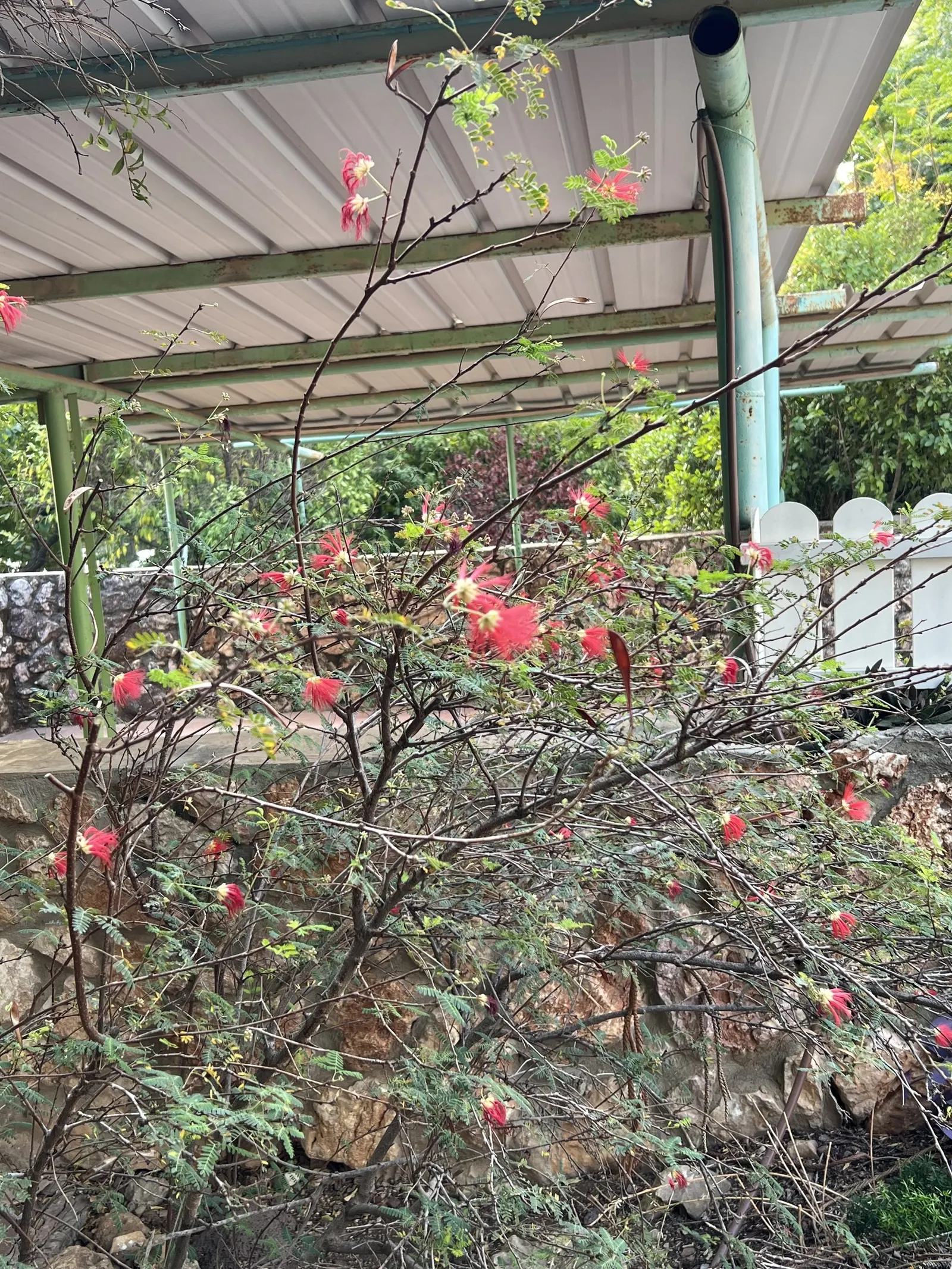 Baja Fairy Duster (Calliandra Californica) — Originating from the Baja California region