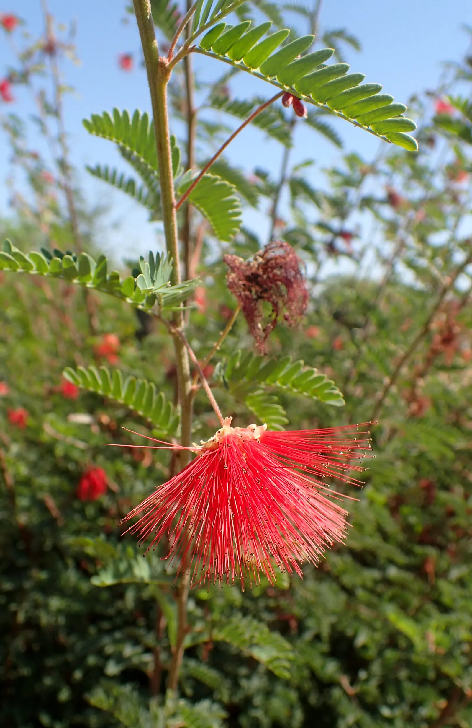 Baja Fairy Duster (Calliandra Californica) — including attracting pollinators